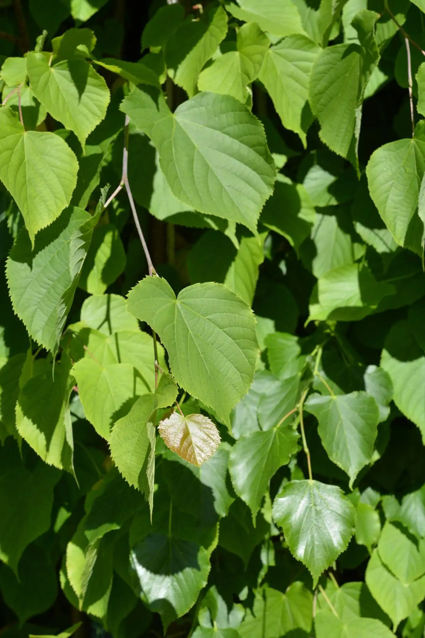 Siivosenlehmus 150-250 cm astiataimi Tilia x vulgaris 'Siivonen'