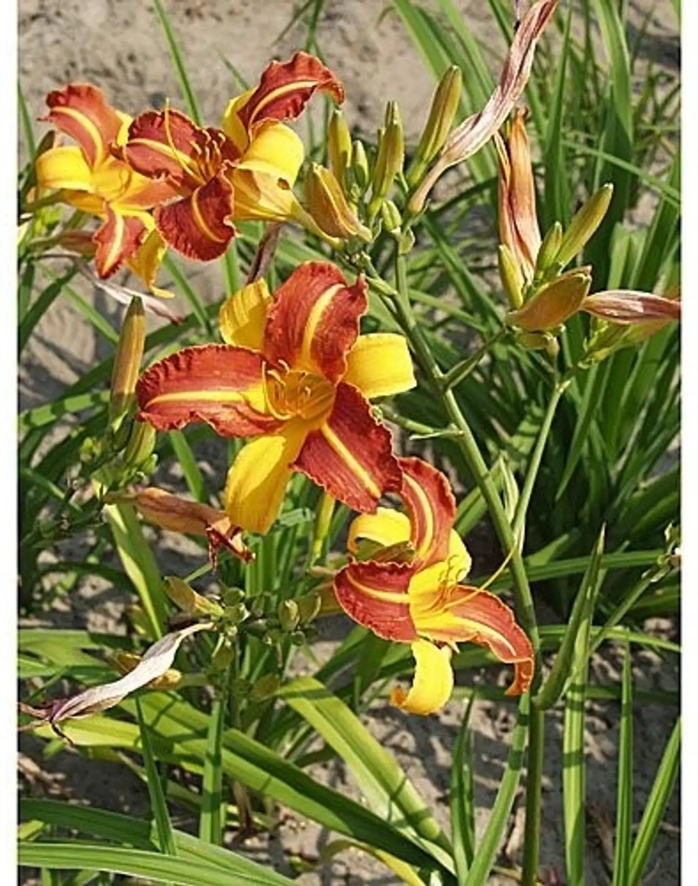 Tarhapäivänlilja 'Frans Hals' Hemerocallis