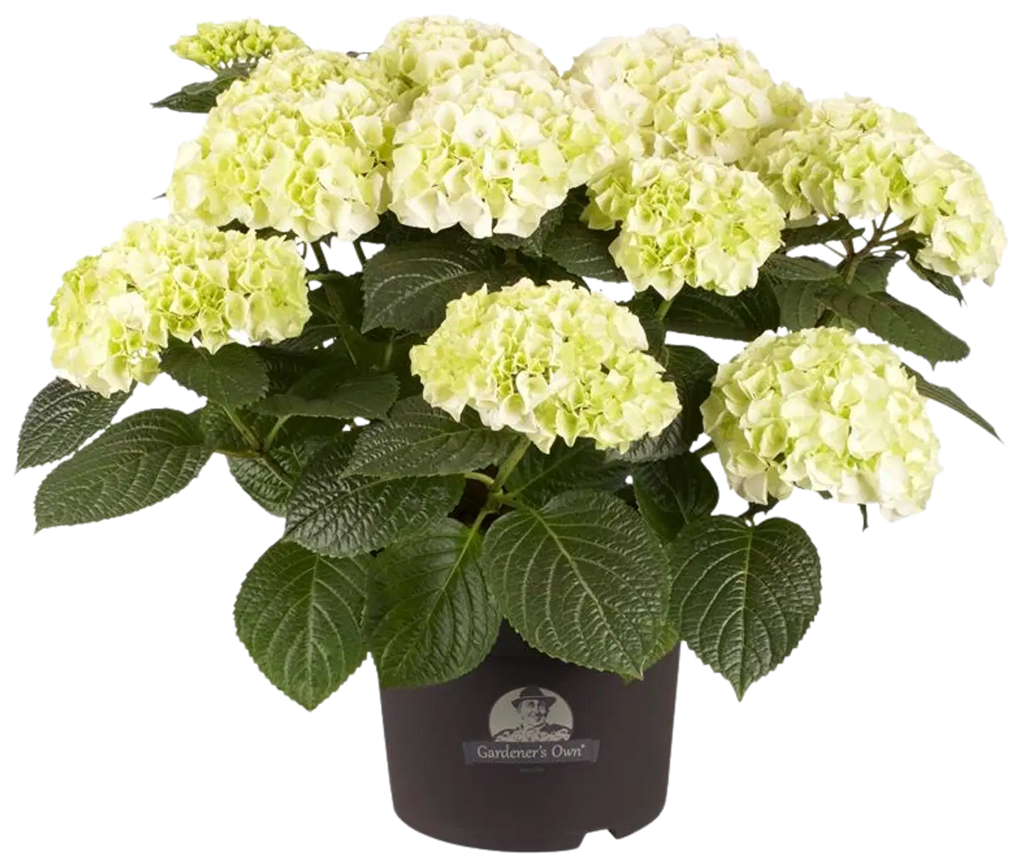 Hortensia RK 21 cm valkoinen