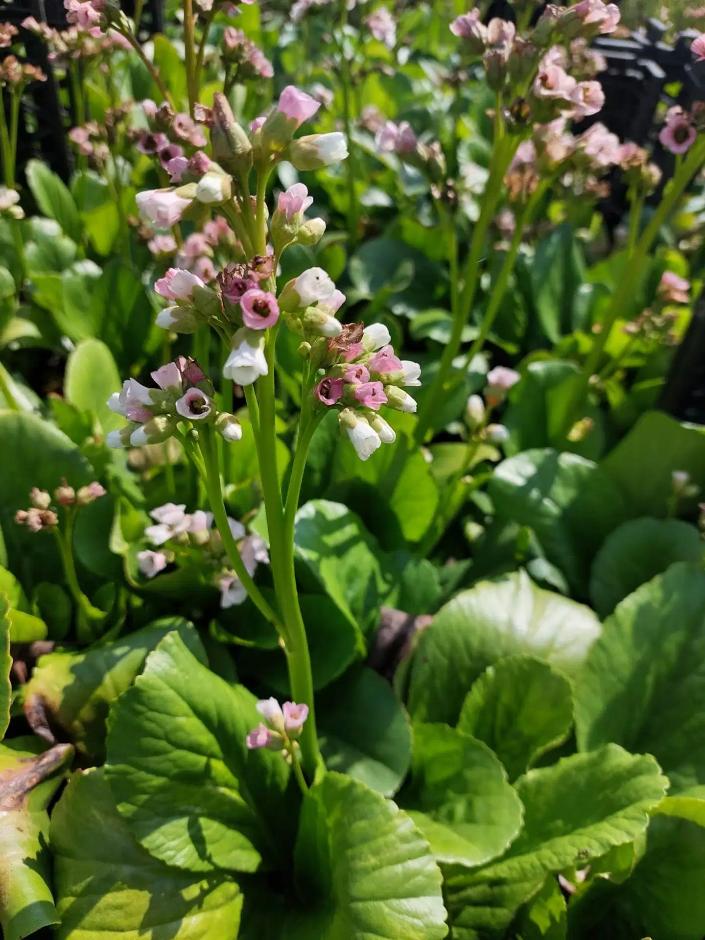 Satakunnan Taimitukku Herttavuorenkilpi 'Snowtime' Bergenia cordifolia