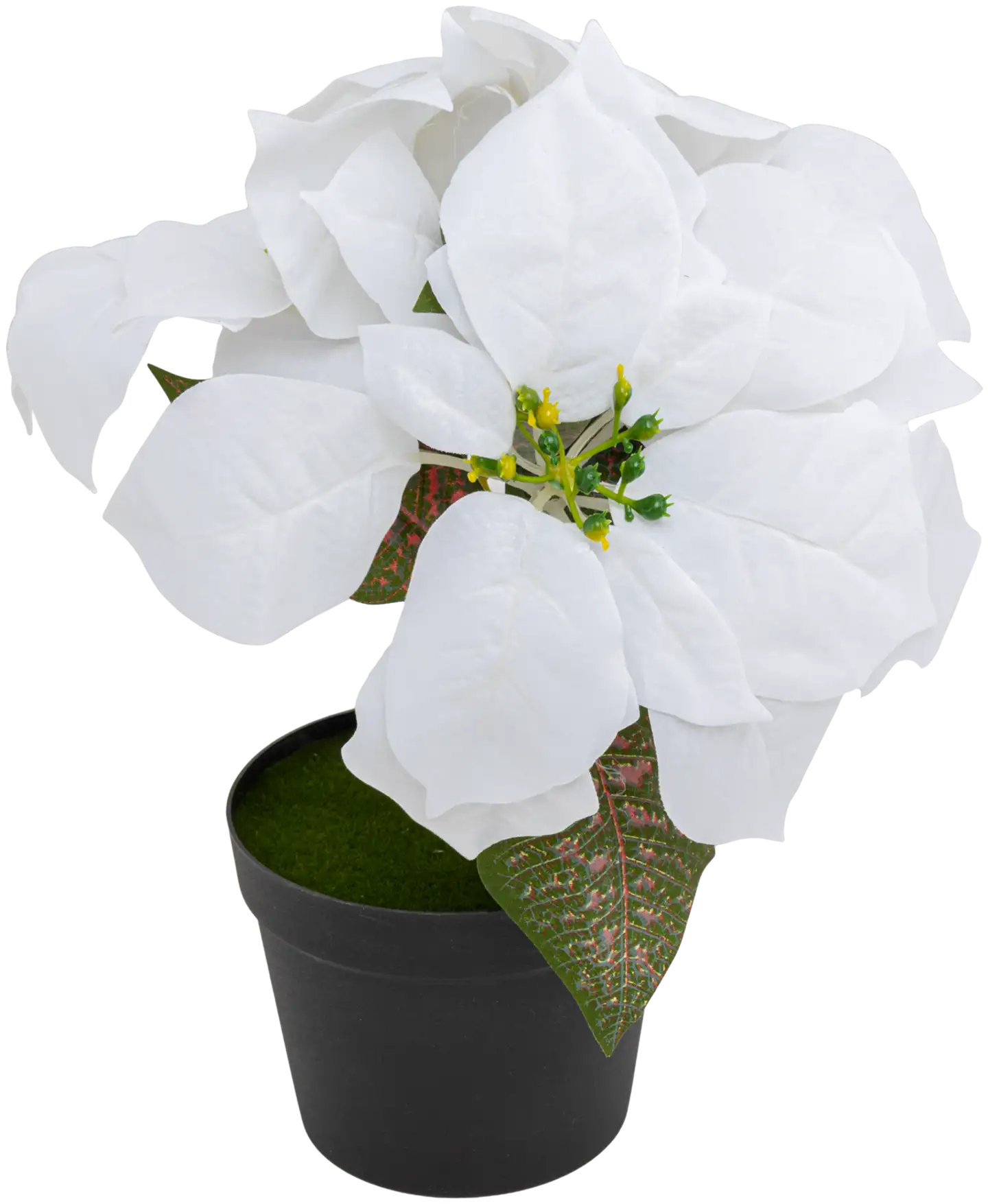 Joulutähti 28 cm M, erilaisia - 1