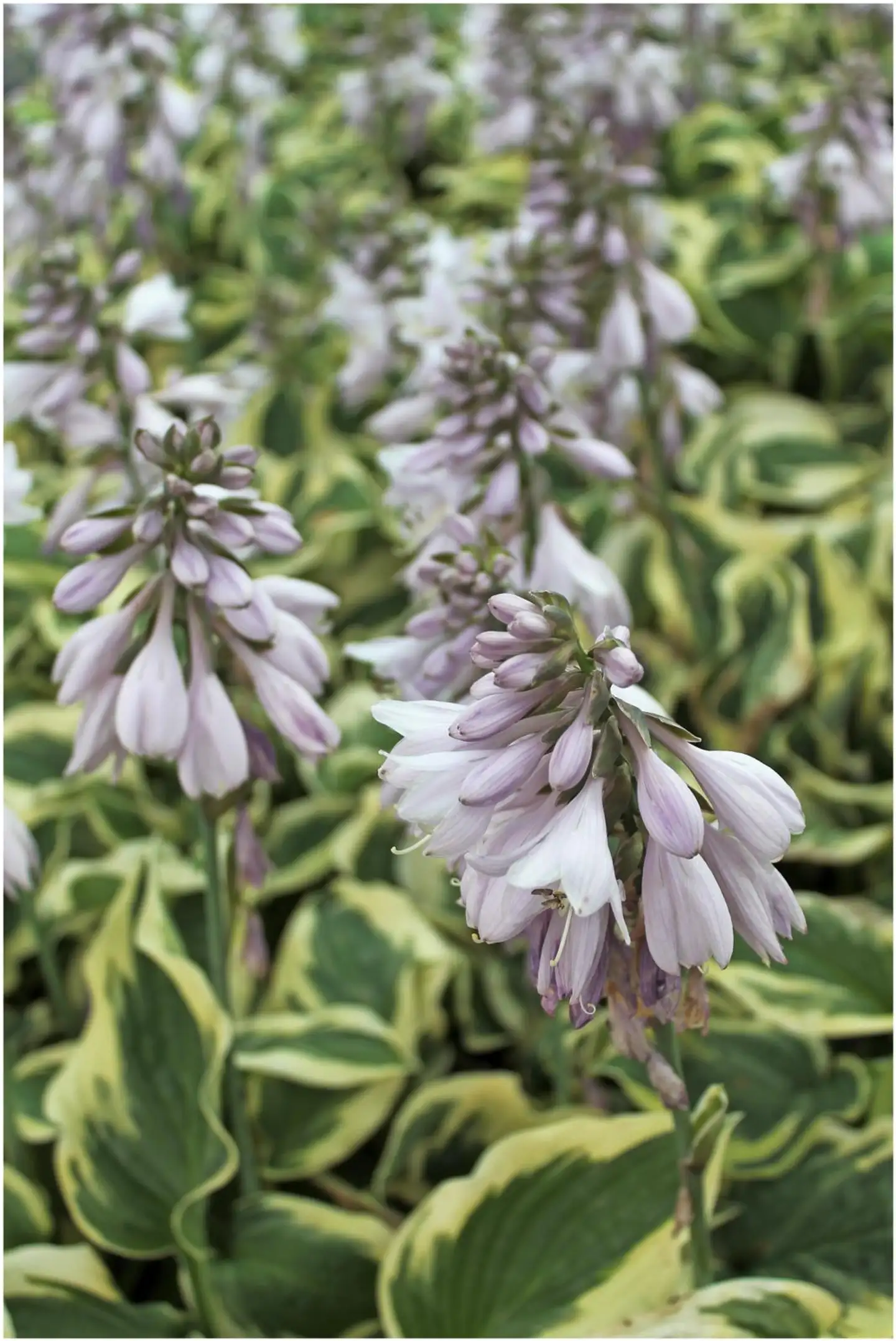 Jalokuunlilja 'Wide Brim' Hosta