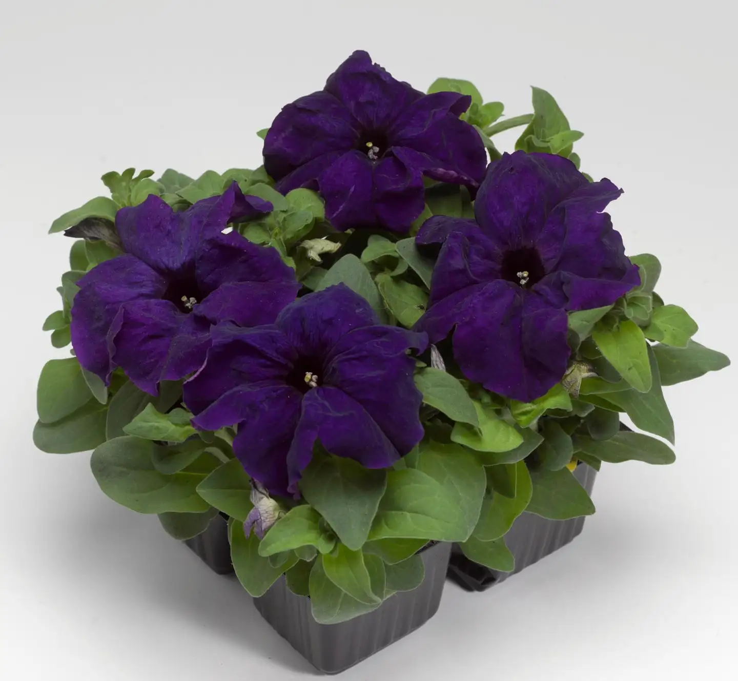 Petunia 8 cm ruukku - 2