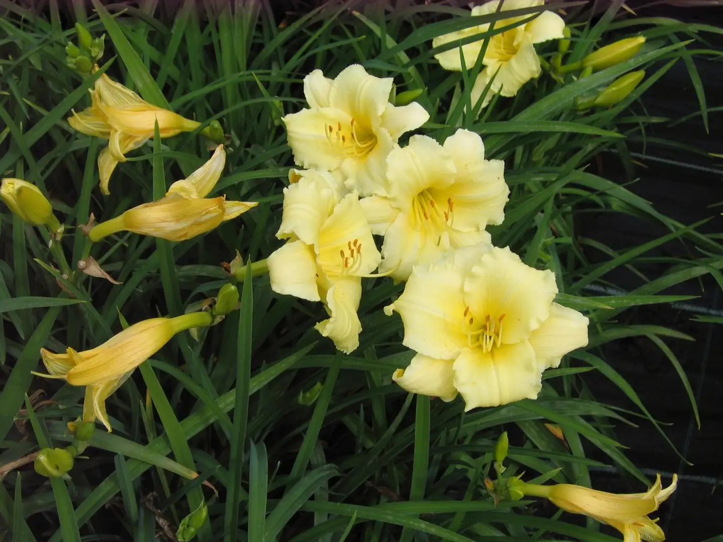 Tarhapäivänlilja 'Fragant Treasure' Hemerocallis