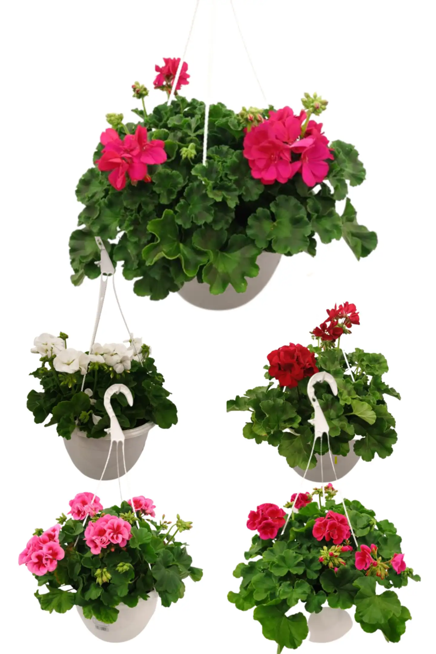 Pelargonia-amppeli 25cm - 1