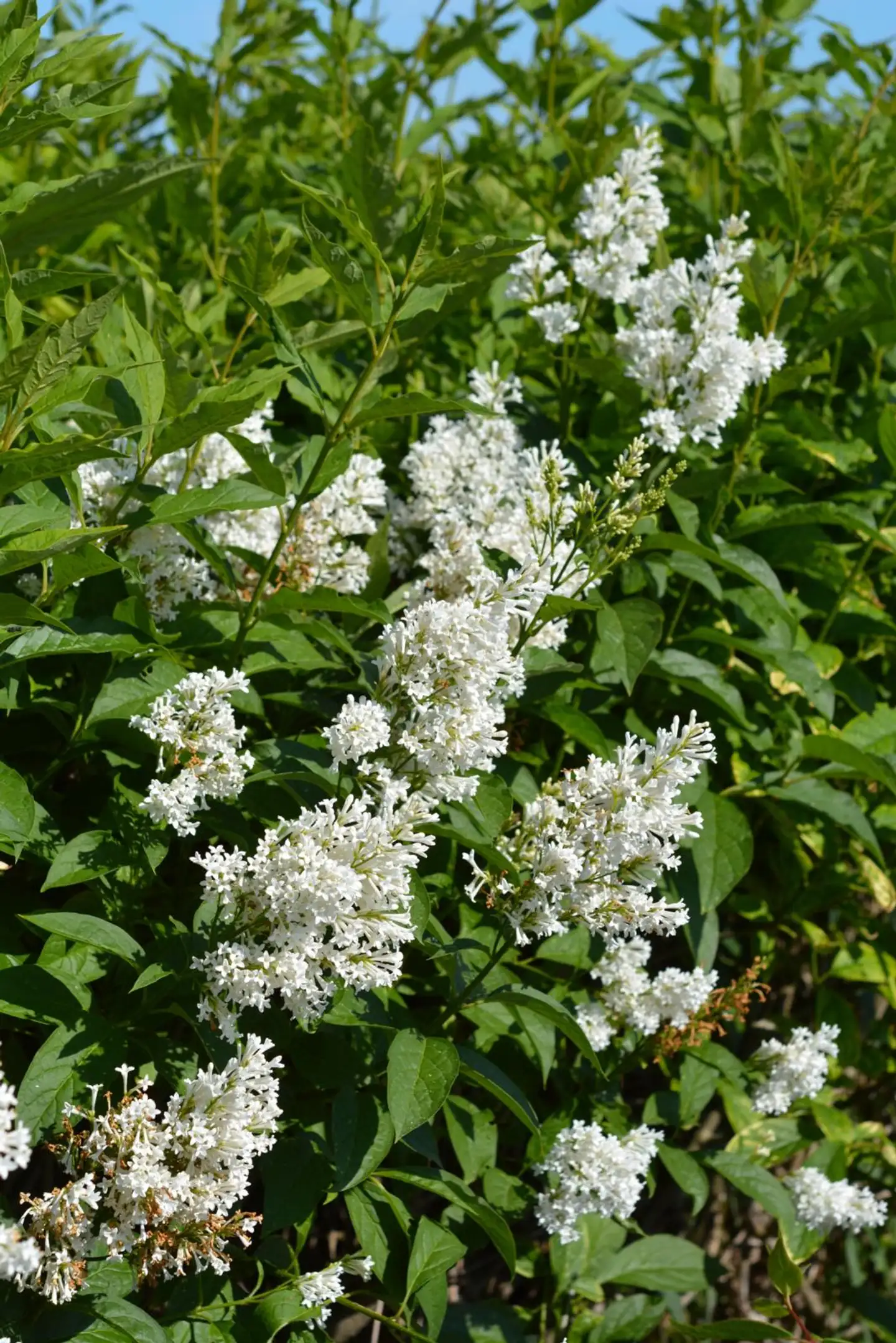 Puistosyreeni 'Tammelan Kaunotar' 3 l Syringa x henryi 'Tammelan Kaunotar'