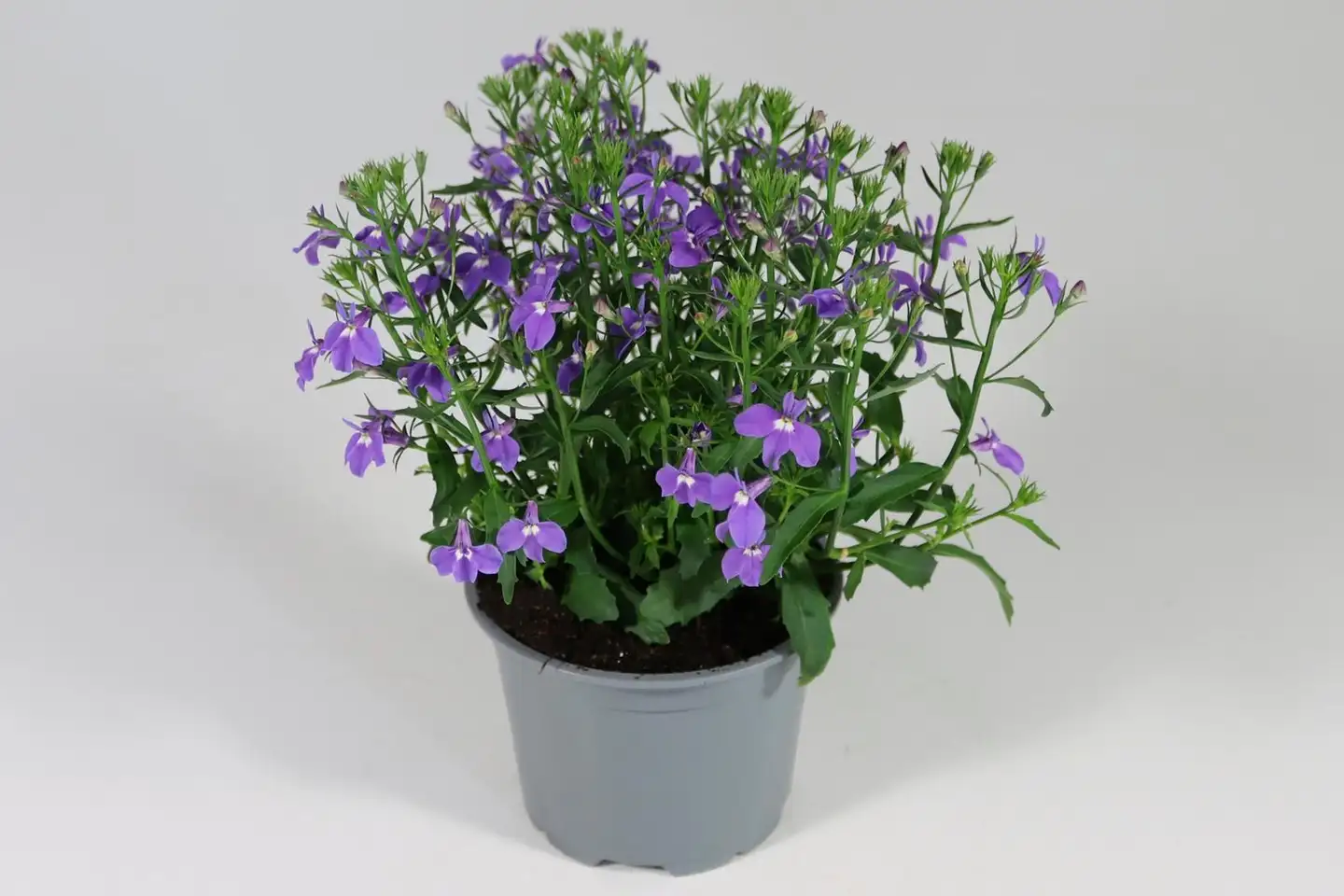 Lobelia 12 cm ruukussa - 1