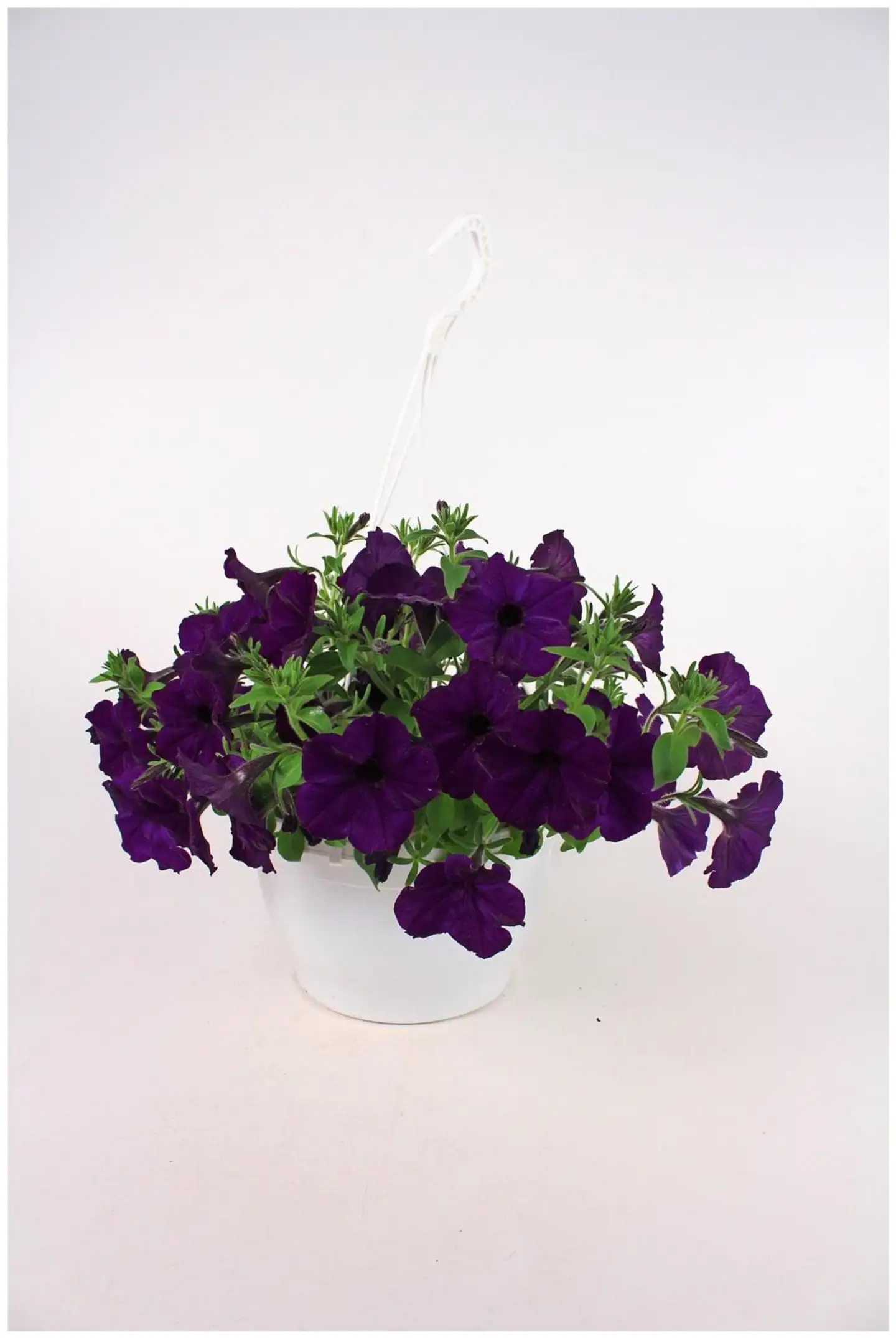 Petunia isokukallinen -amppeli 23 cm - 5