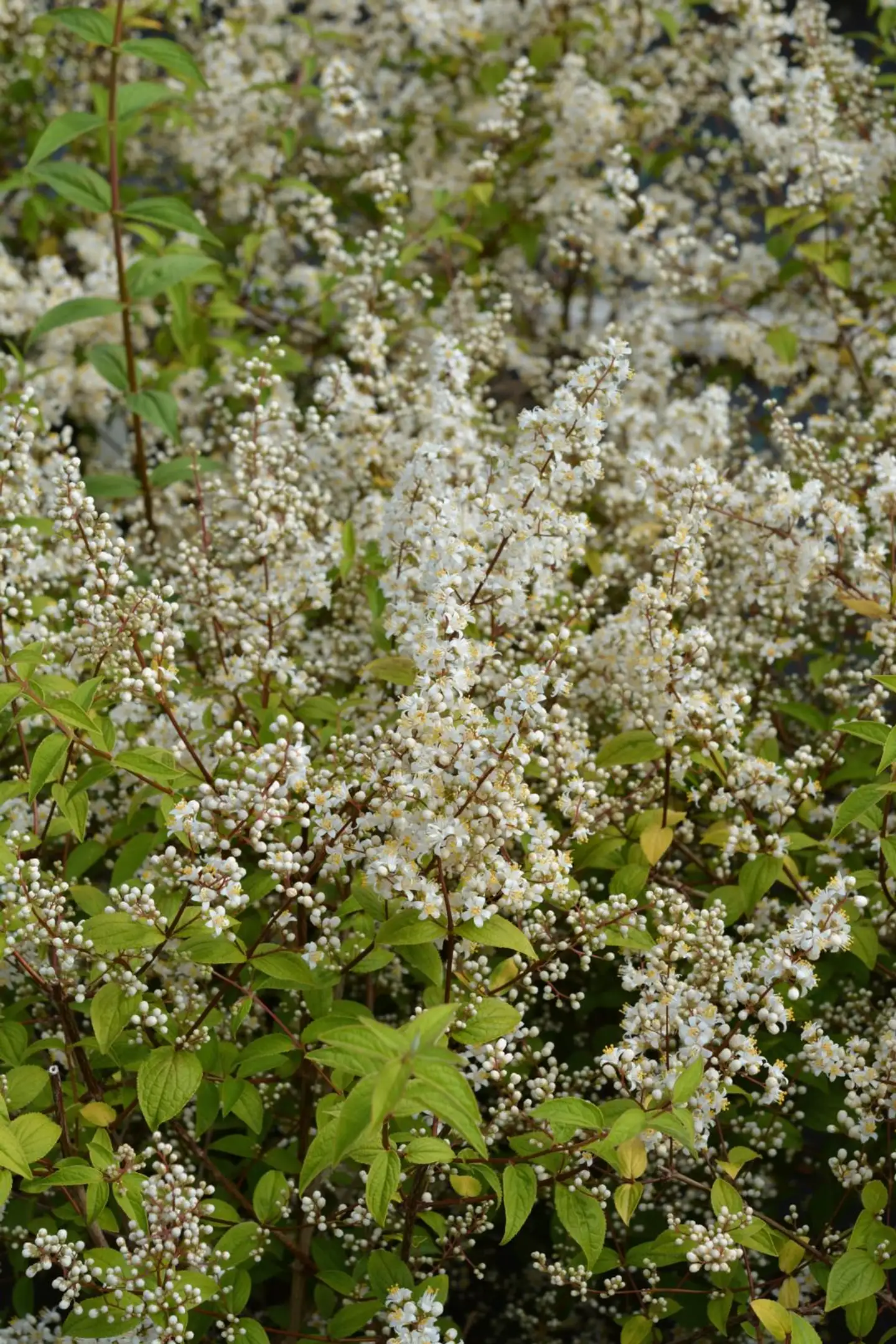 Isonietospensas 'Dippon' astiataimi 3 l Deutzia gracilis 'Dippon'