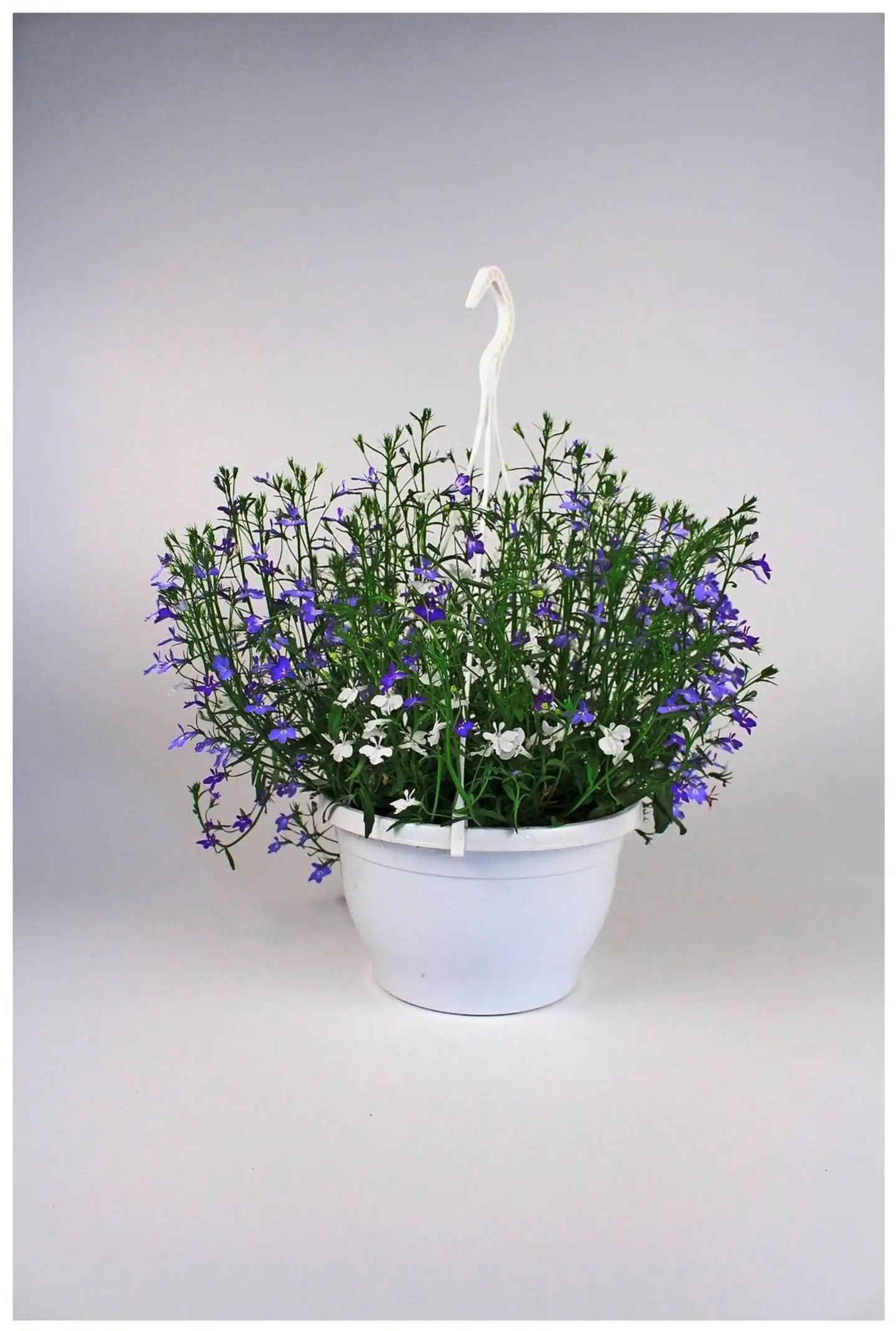 Huiskula petunia-amppeli 23 cm - 5