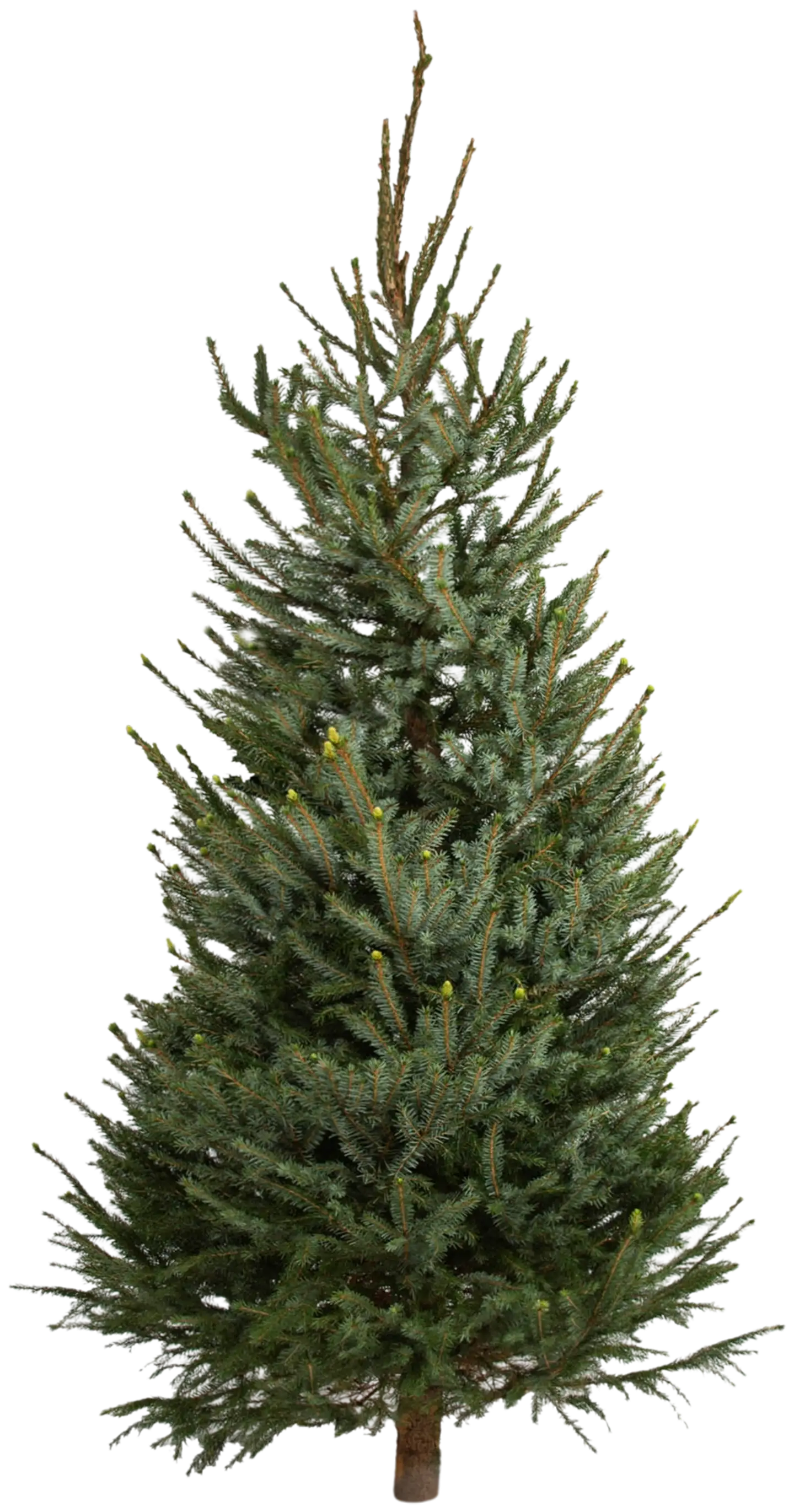 Joulukuusi, suomalainen serbiankuusi Picea omorika, koko 1-1,5 m - 1