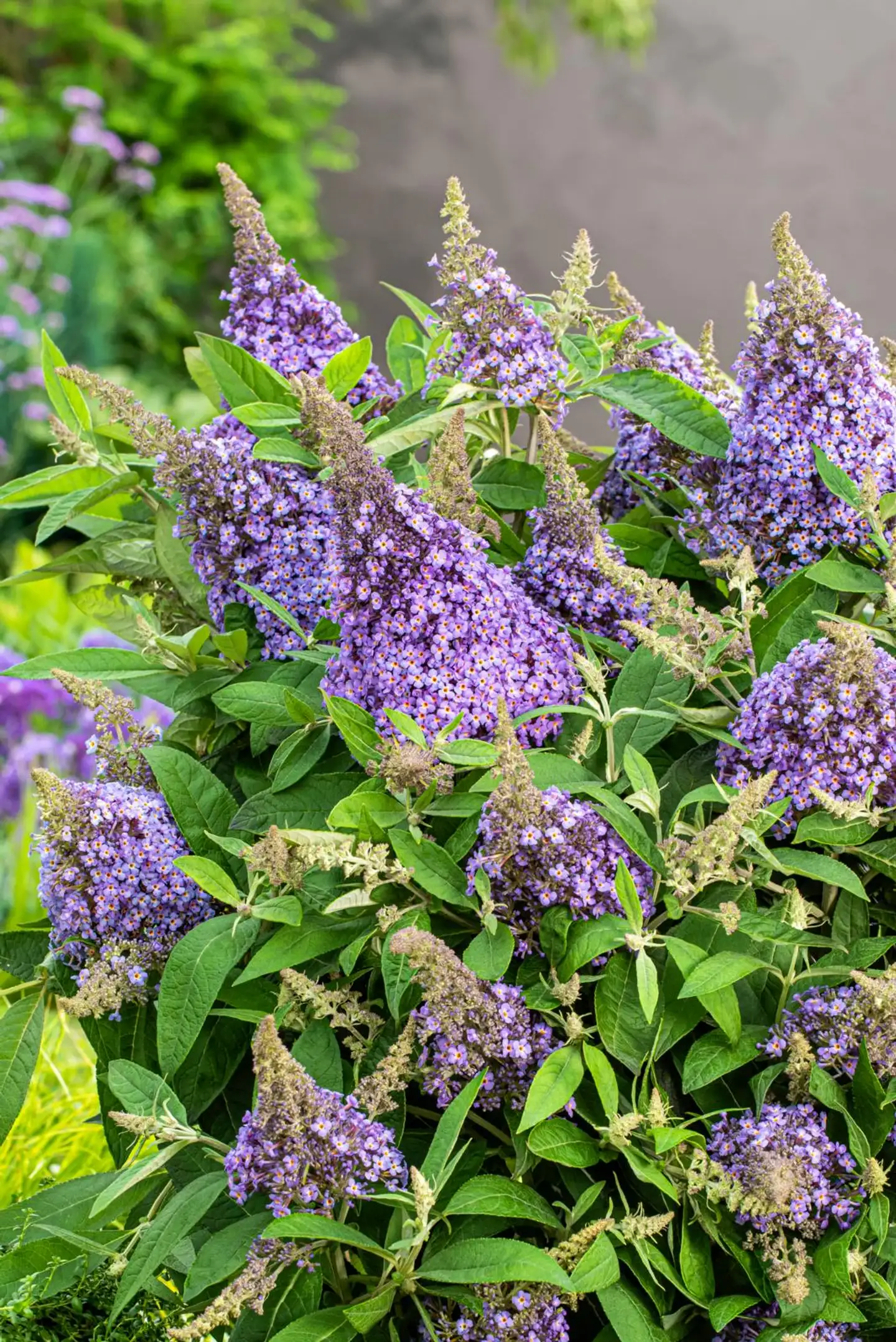 Syyssyrikka Butterfly Candy 'Lila Sweetheart' 2 l astiataimi Buddleja davidii Butterfly Candy 'Lila Sweetheart' - 1