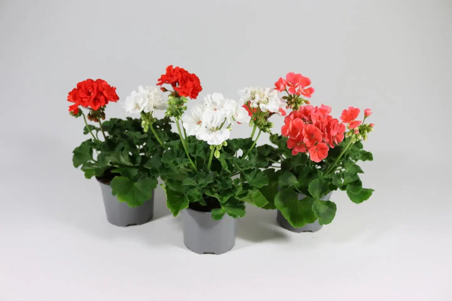 Pelargoni Mix 12 cm ruukussa - 2