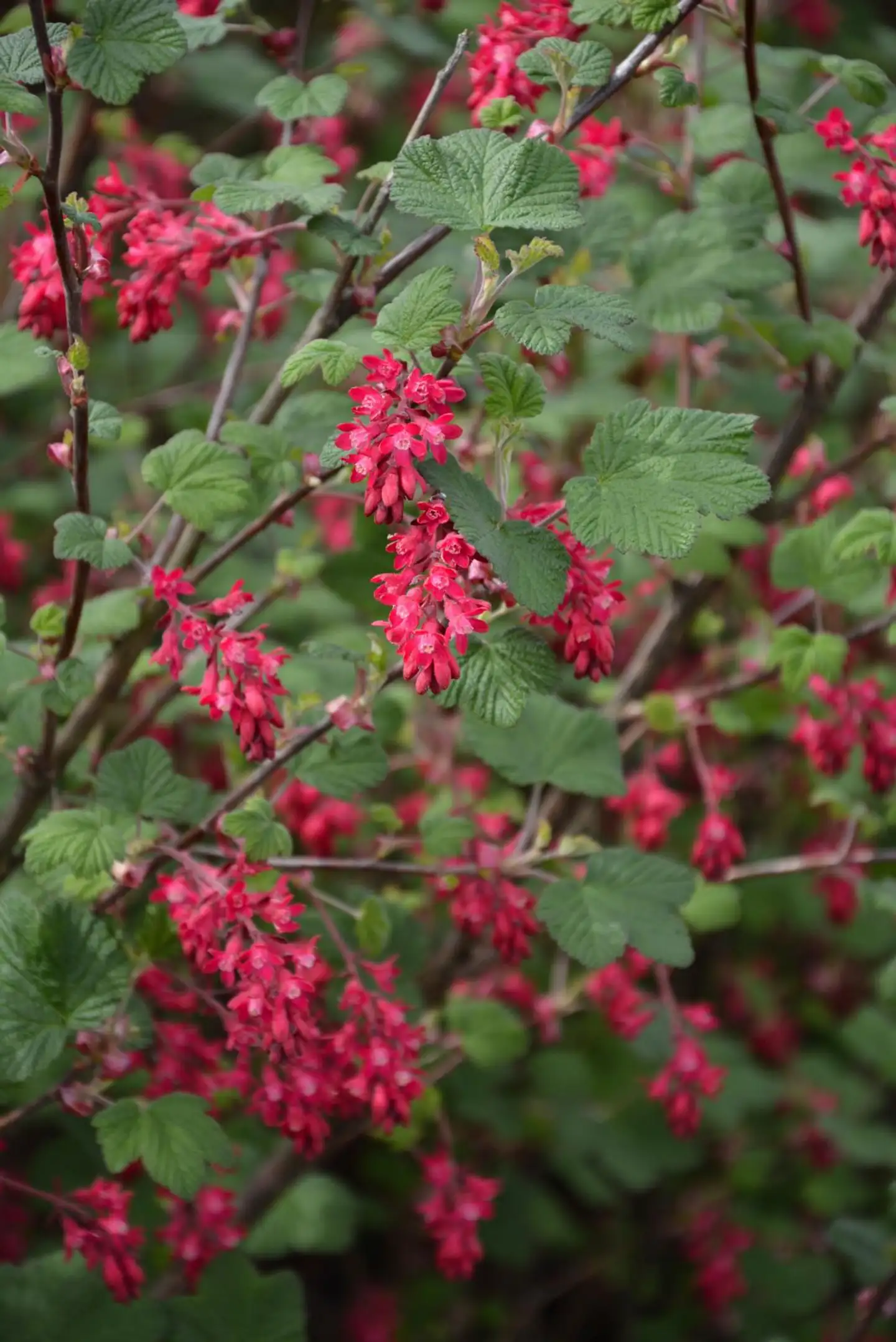 Ruusuherukka 3 l astiataimi Ribes sanguineum