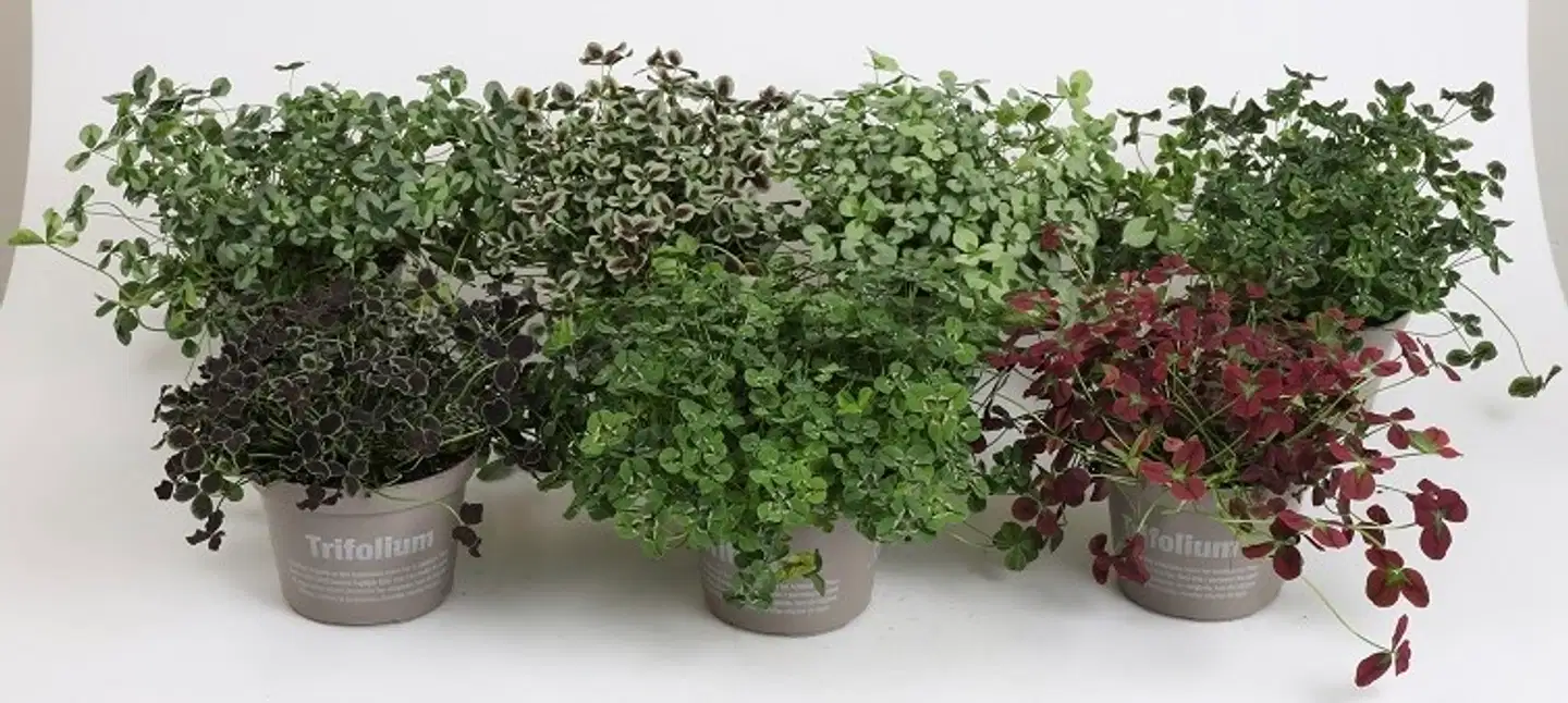 Valkoapila Trifolium repens mix 11cm