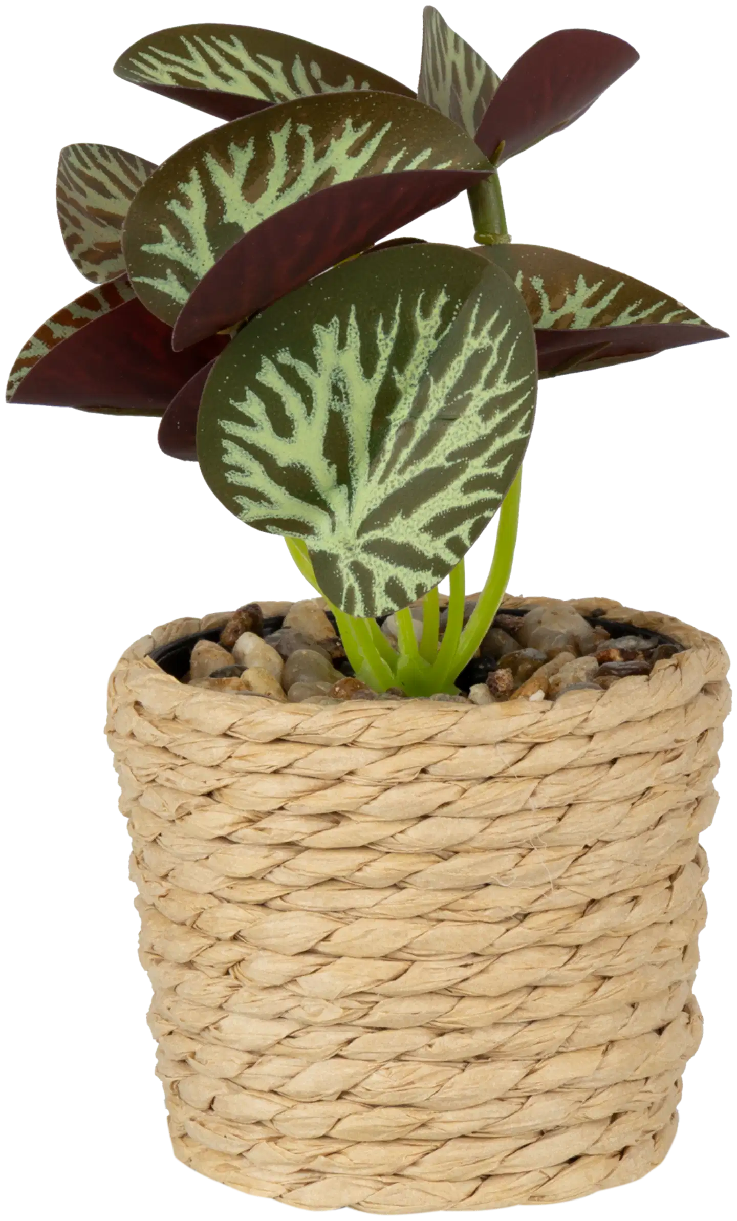 Koristekasvi 6,7x12 cm