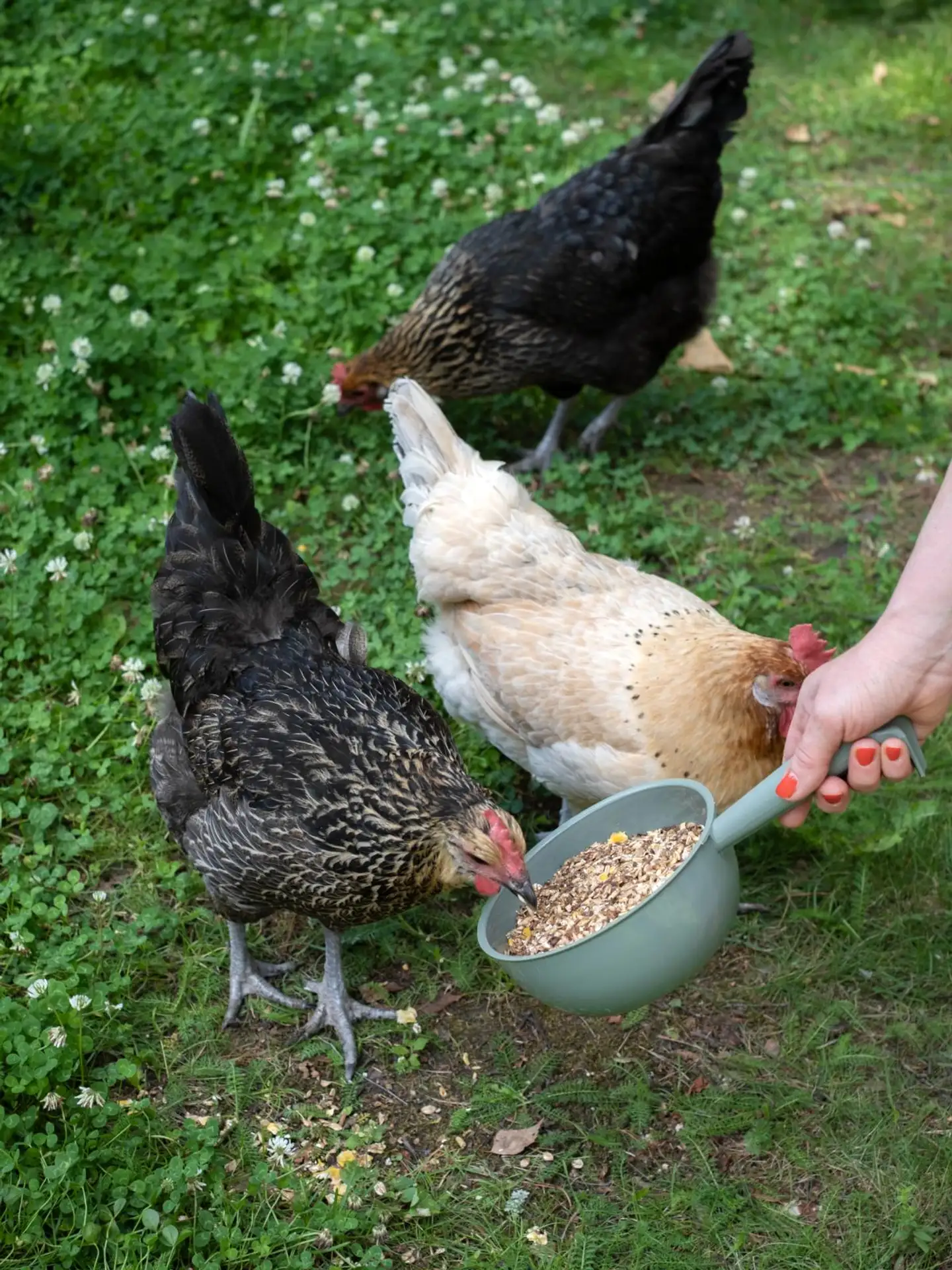 Orthex vesikauha 1 L - 10