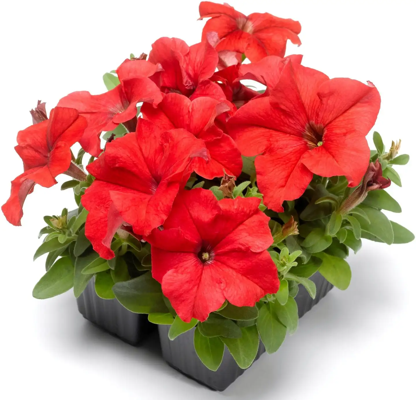 Petunia 8 cm ruukku - 1