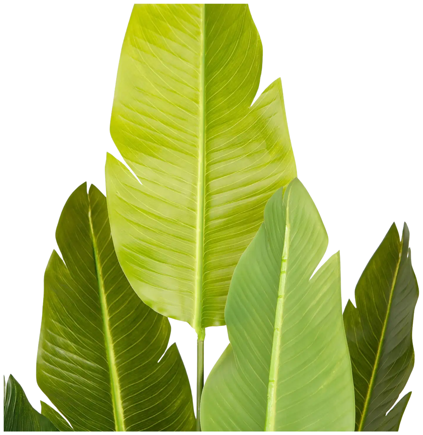 Lykke tekokasvi bird of paradise 200cm - 6