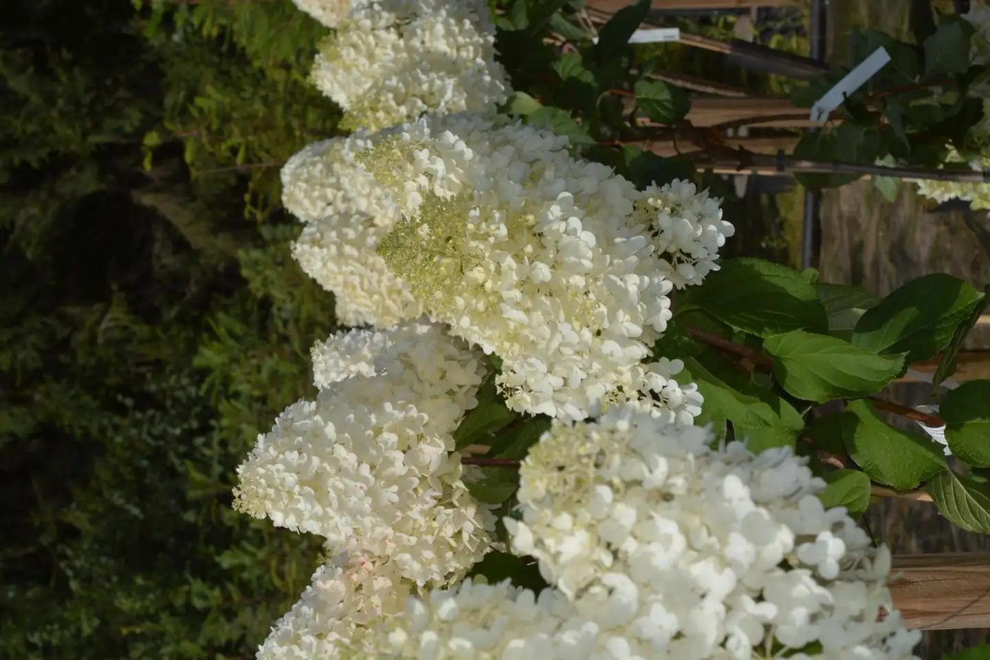 Syyshortensia rungollinen ’Phantom’ 80 cm Hydrangea paniculata ’Phantom’