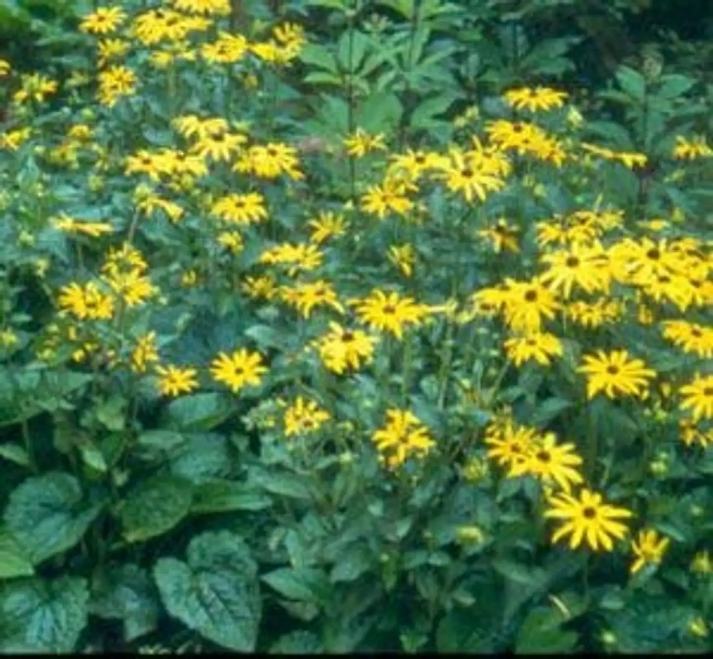 Sädepäivänhattu 'Goldsturm' Rudbeckia fuldiga var. sullivantii