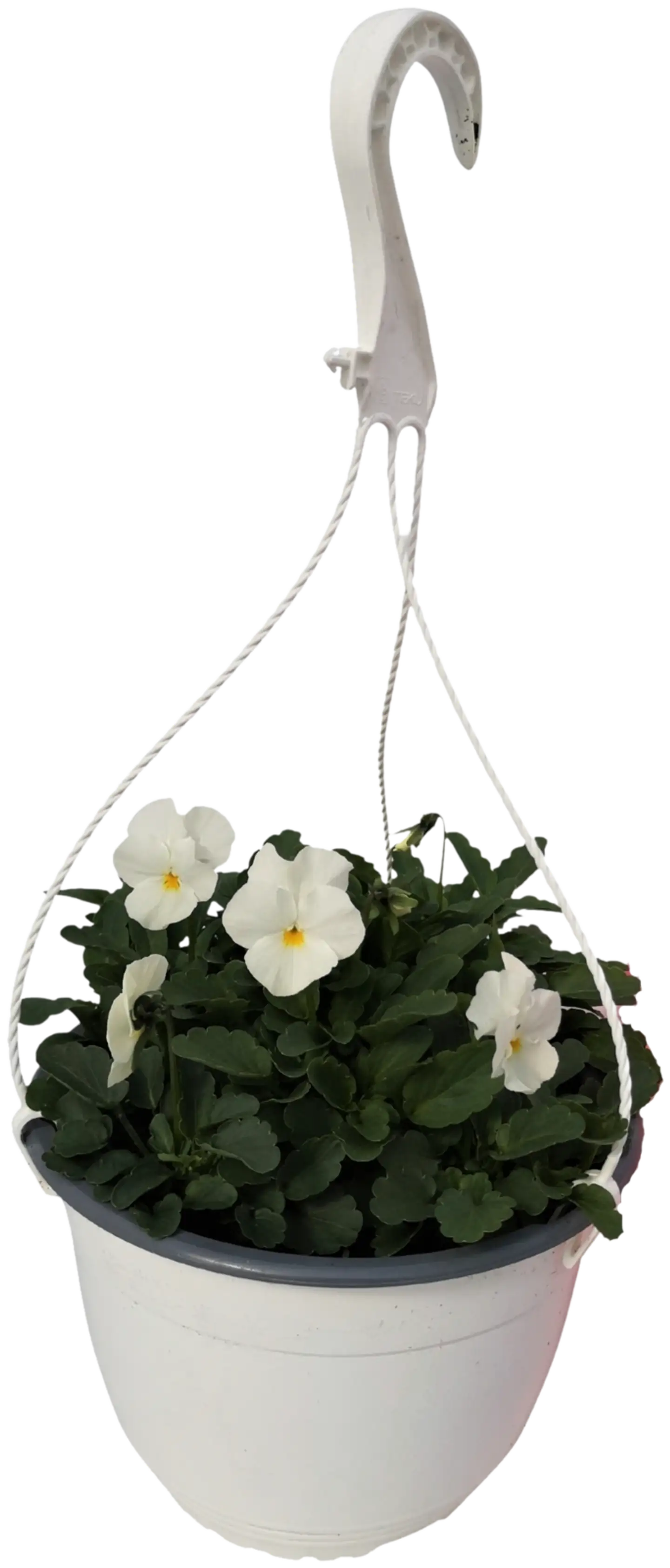 Orvokkiamppeli, ruukun halkaisija 19 cm, eri värejä - 5