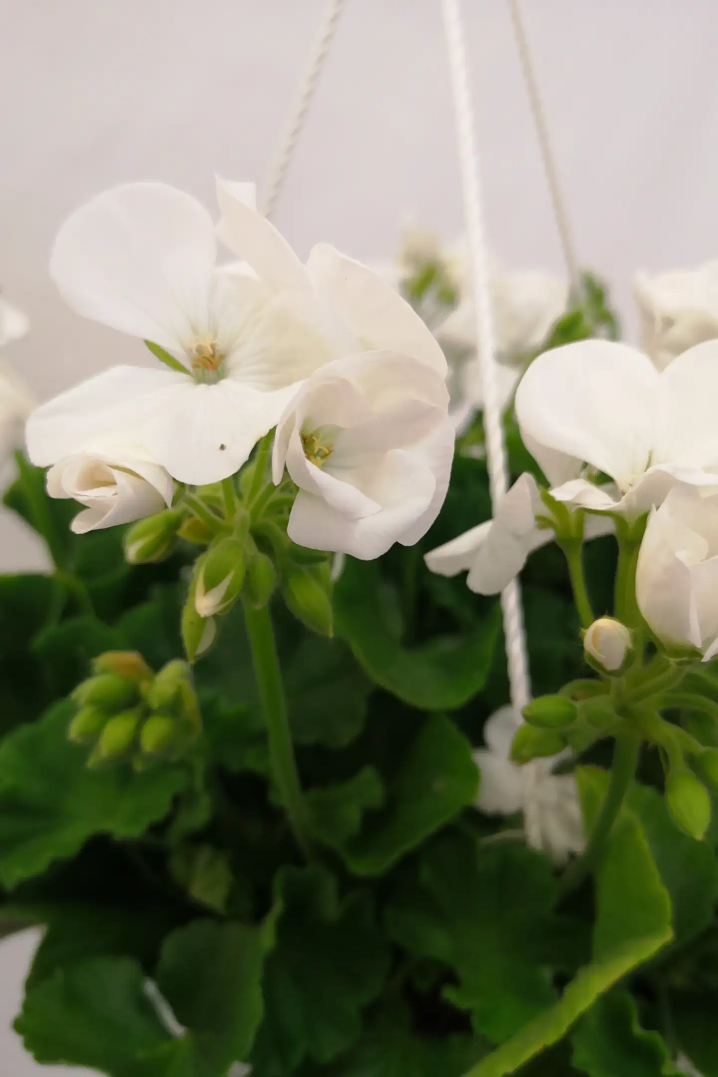 Pelargonia-amppeli 25cm - 3