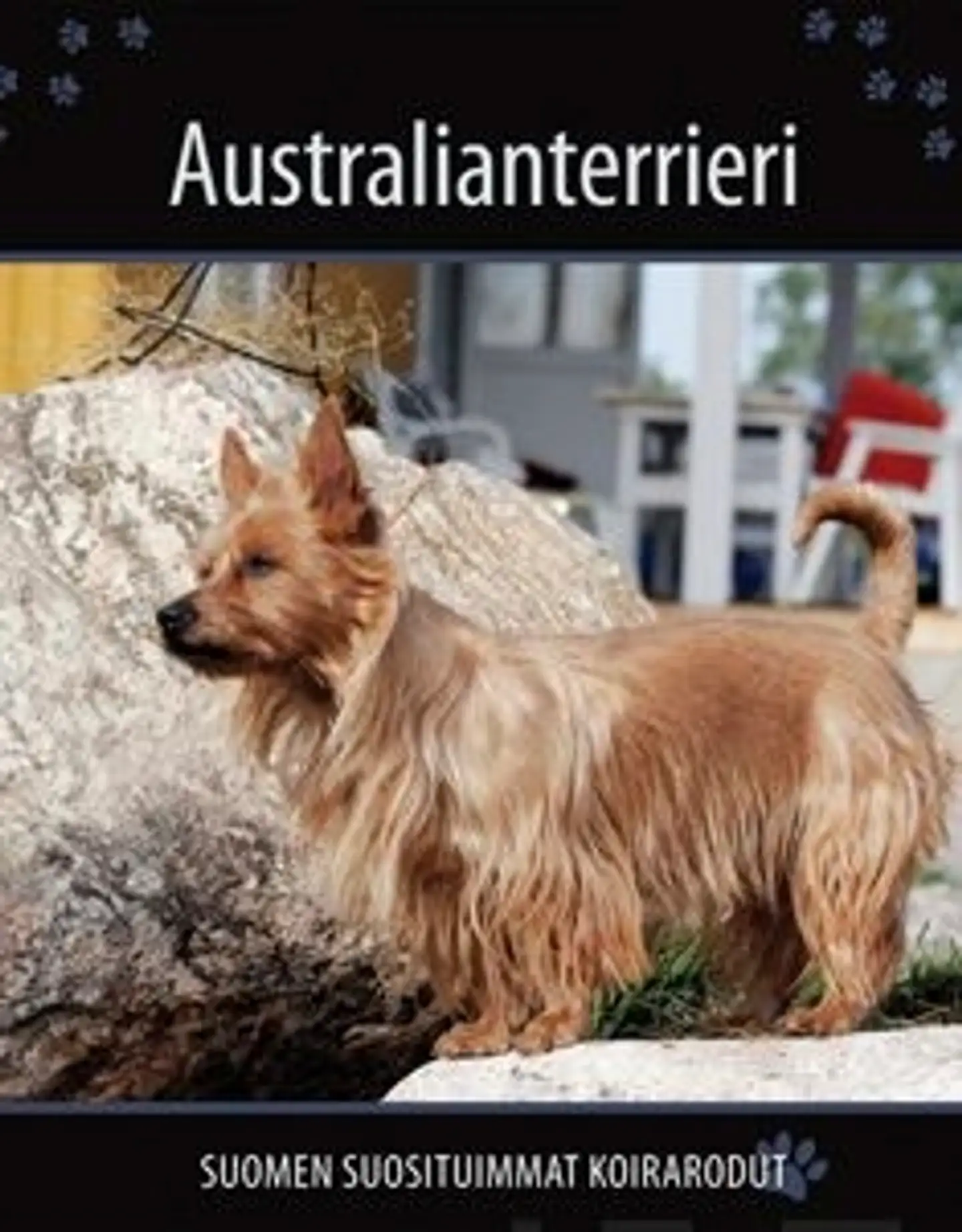 Australianterrieri
