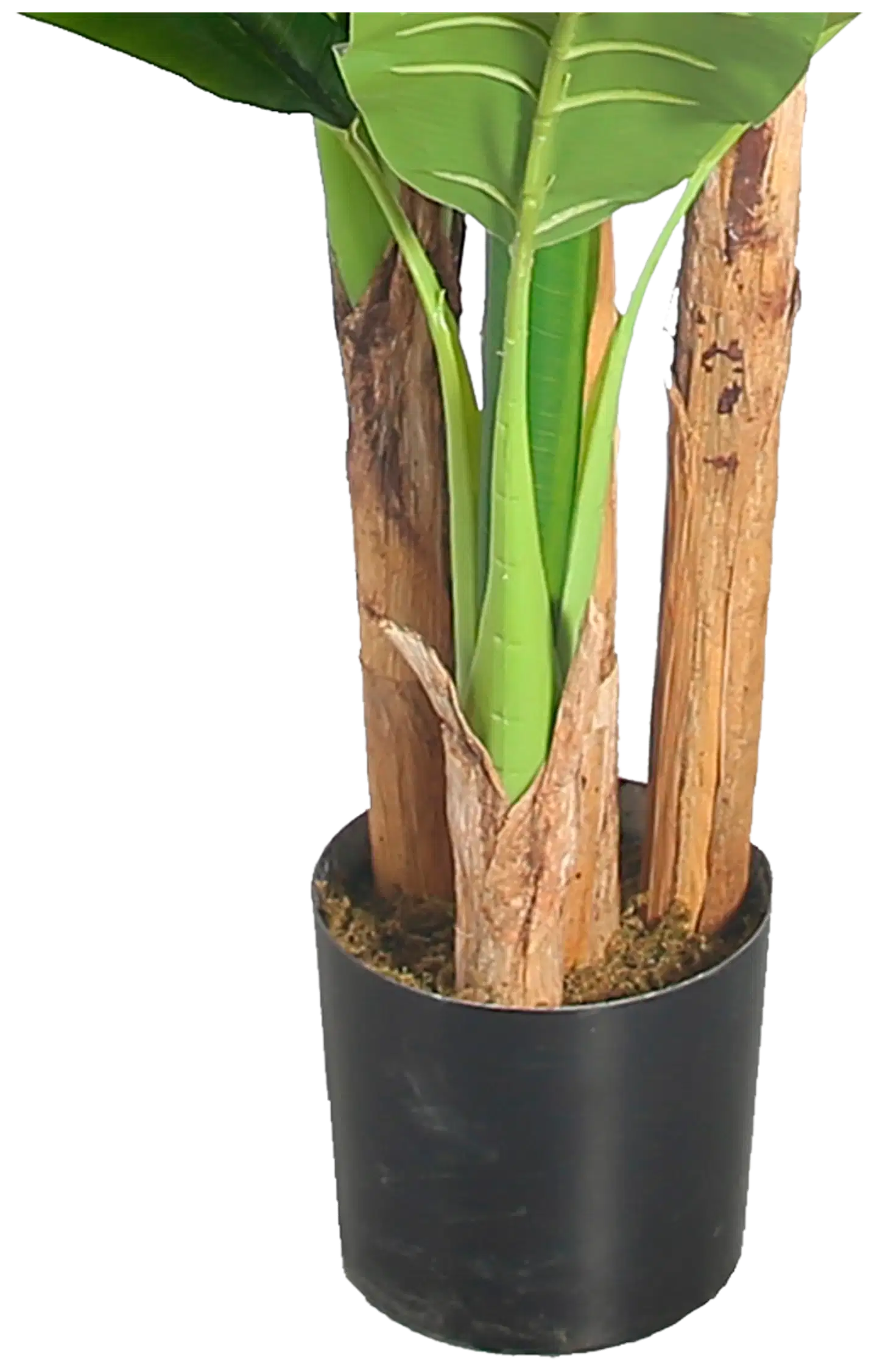 Lykke tekokasvi banana tree 170cm - 4