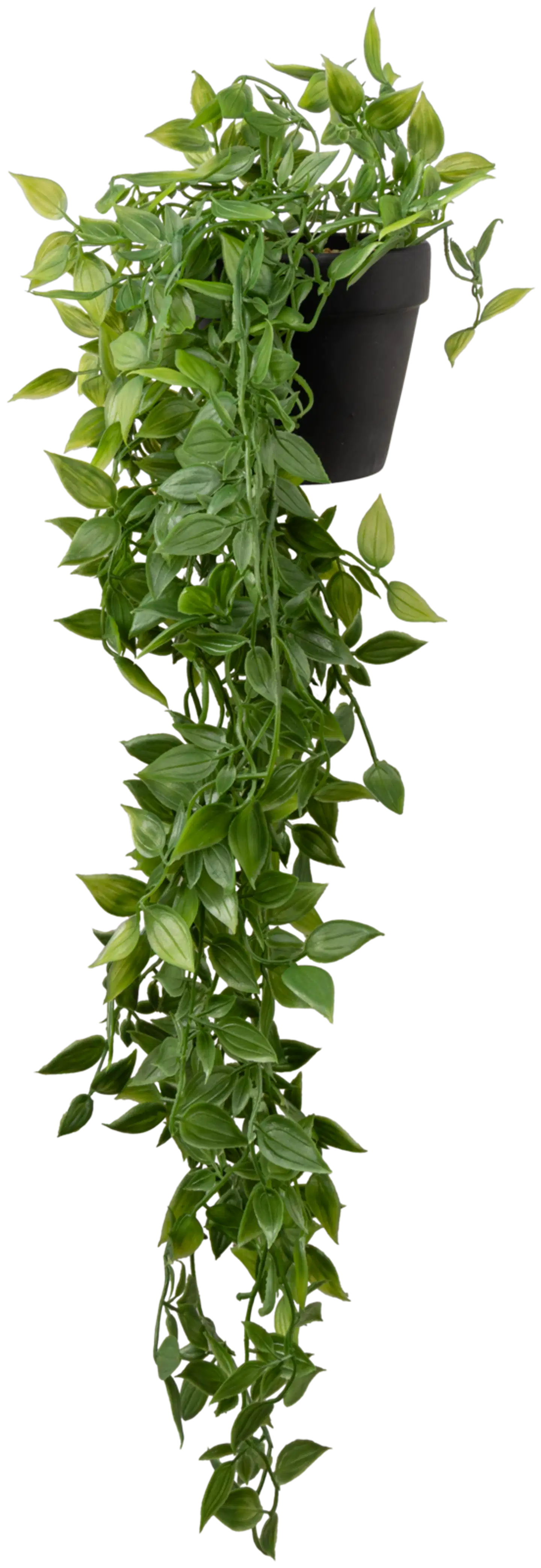 Tekokasvi roikkuva ruukussa