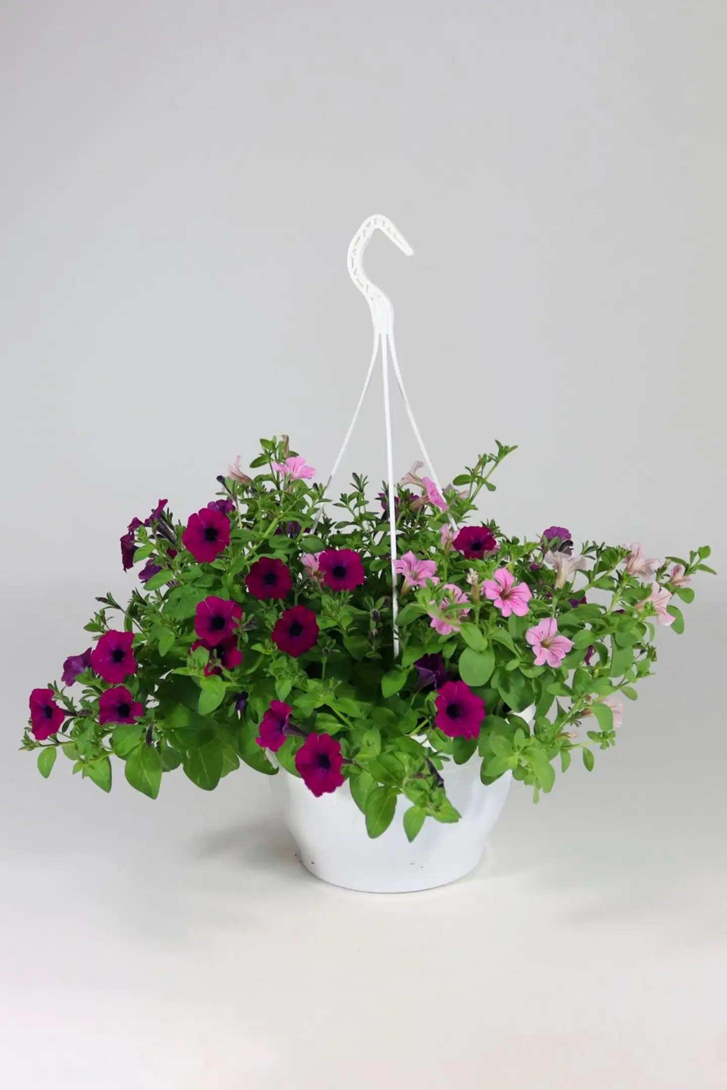 Twin mix amppeli 23 cm - 1