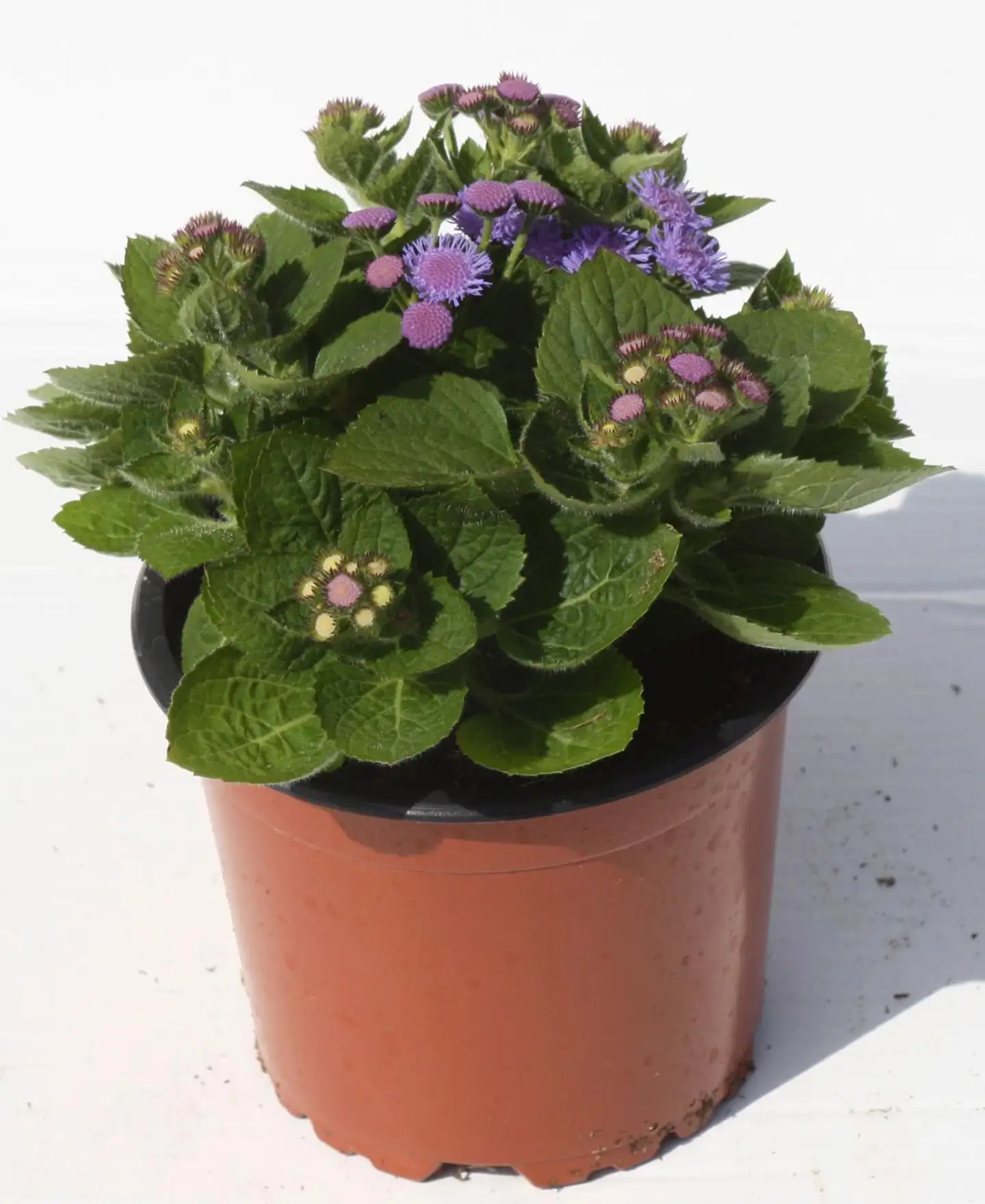Sinitähtönen 11 cm ruukku