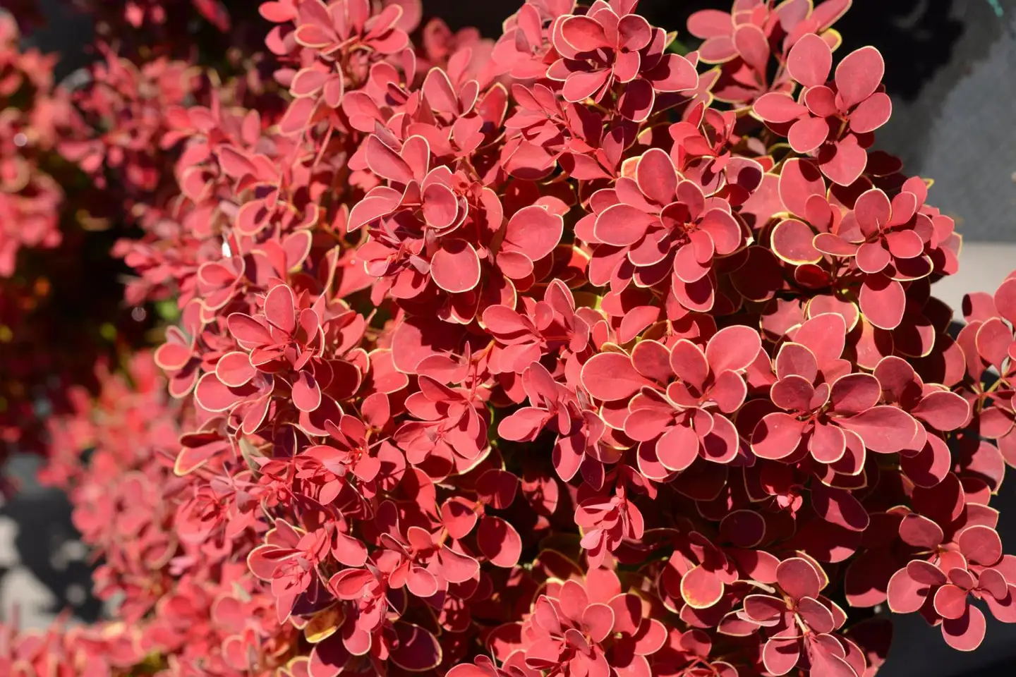 Purppurahappomarja ’Red Hot Chili’ 3 l astiataimi