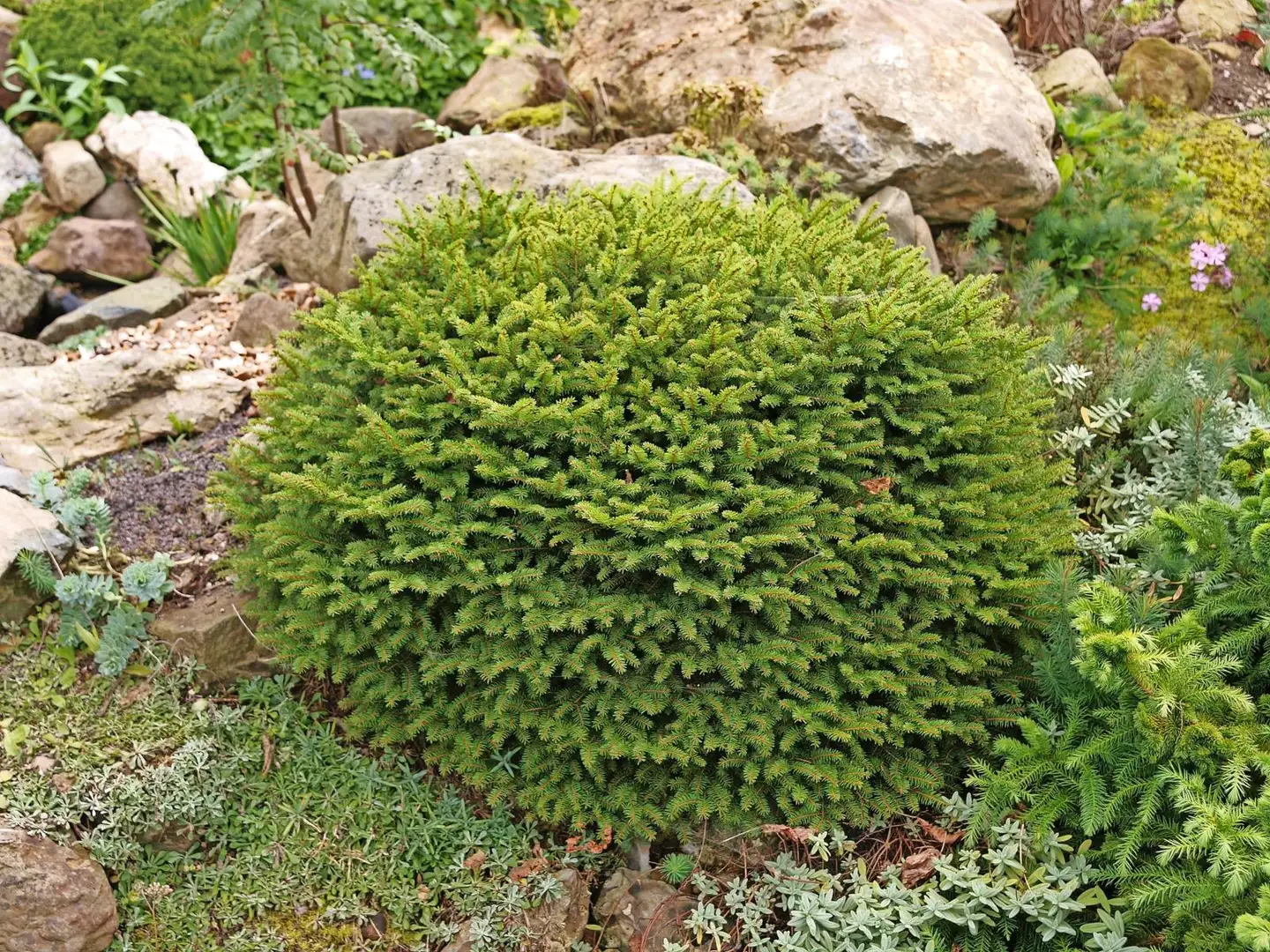 Pesäkuusi 25-30cm 3 l ruukussa Picea abies ’Nidiformis’