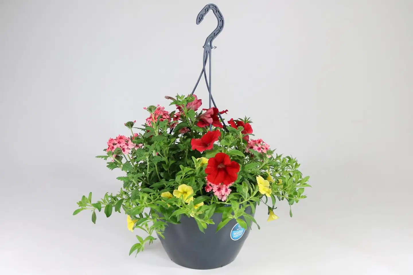 Trixi-kesäkukka 27 cm altakasteluamppelissa. Kolme eri lajia tai lajiketta samassa ruukussa. - 7