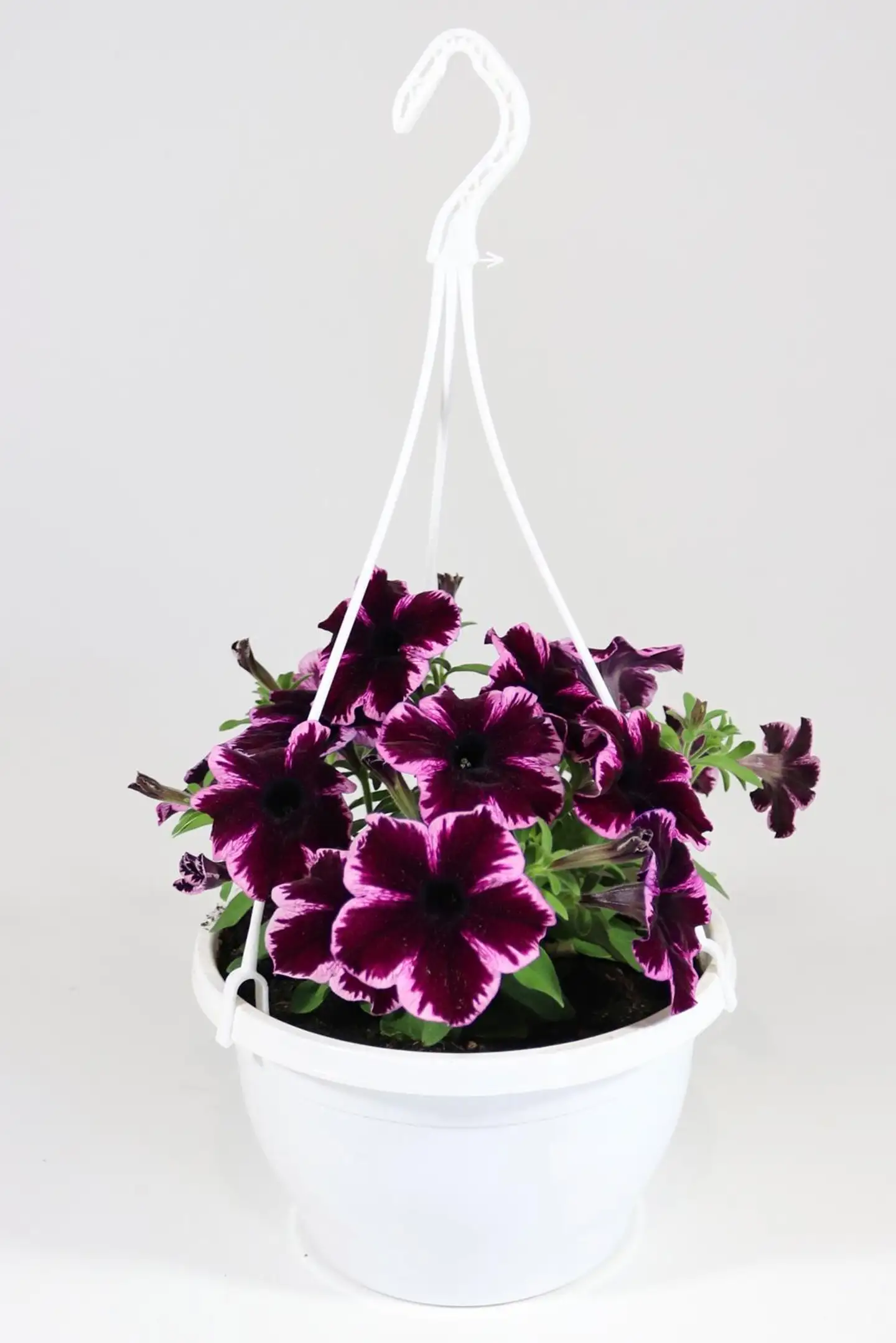Erikoispetunia-amppeli 23 cm - 3