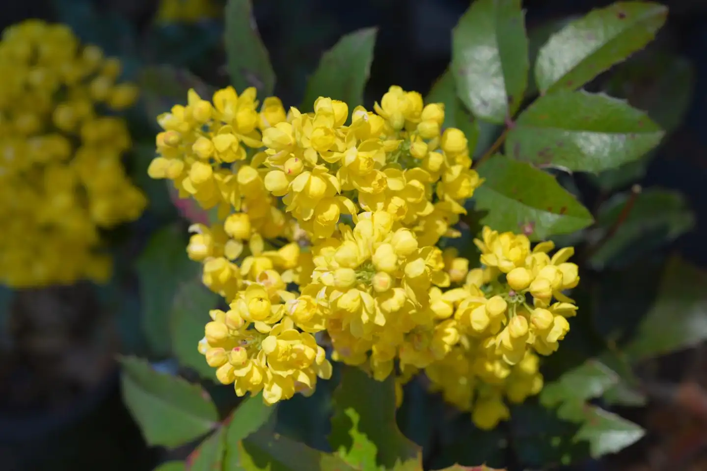 Mahonia 25-40 cm 3 l astiataimi - 1