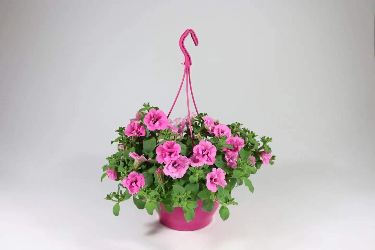 Amppeli 23 cm Pink Mix - 1