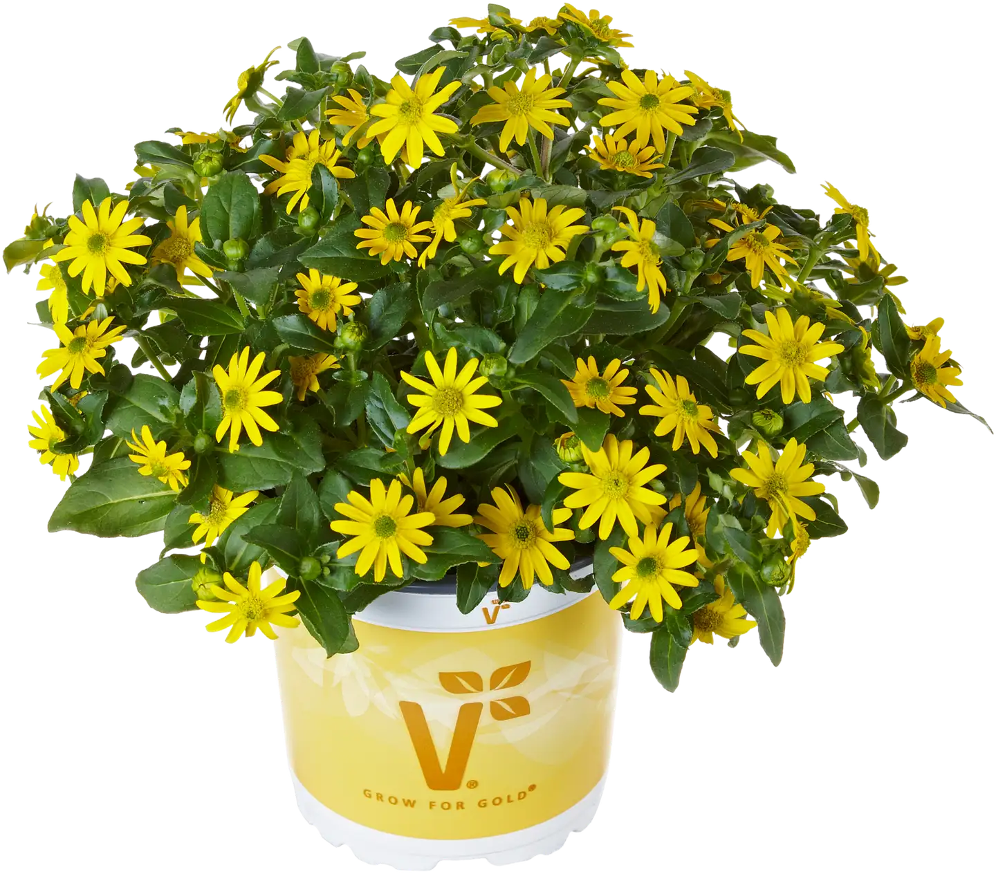Huovinkukka Sanvitalia 12 cm ruukussa