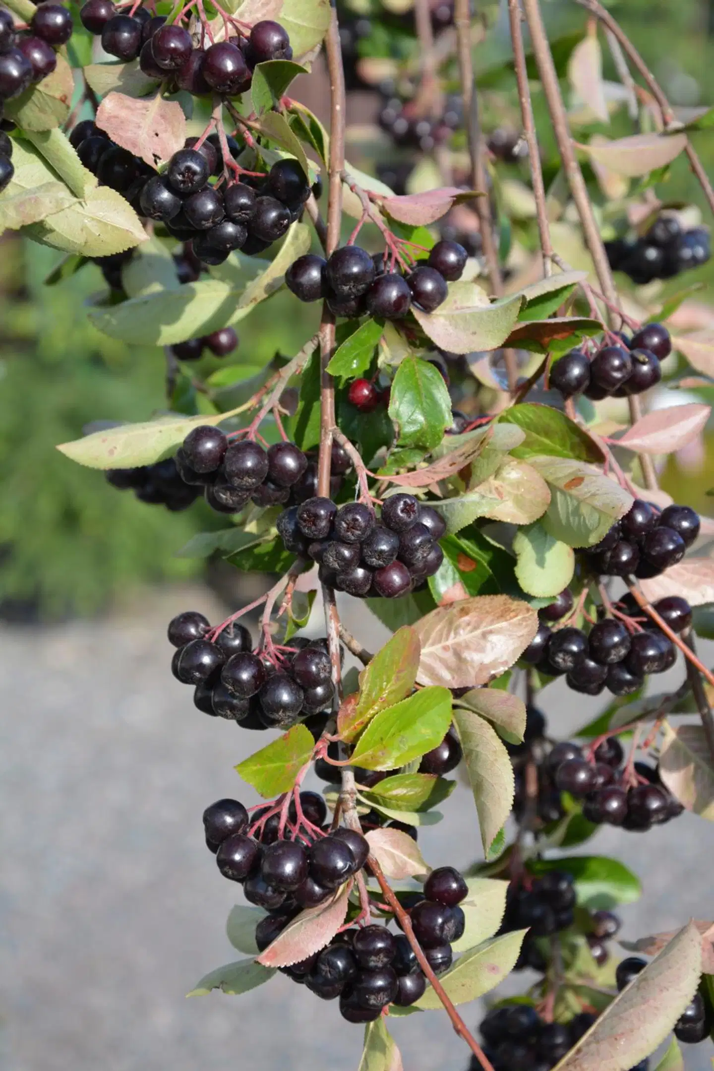 Tahvoset marja-aronia Viking rungollinen astiataimi 125-150 cm