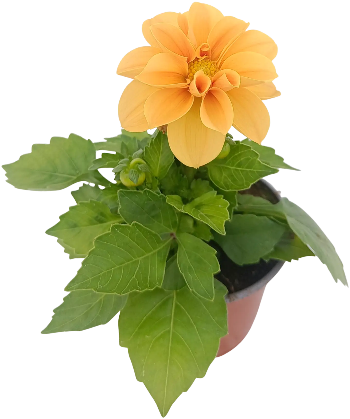 Pistokasdaalia 11 cm ruukussa - 1
