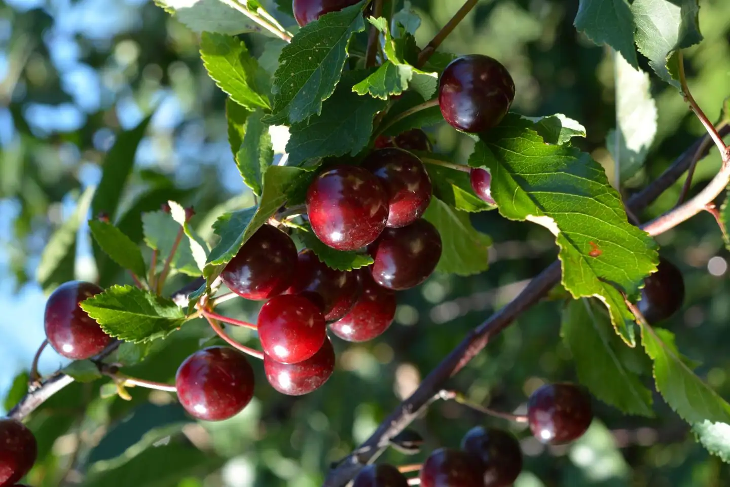 Kirsikka 'Fanal' 1 lk 7,5 astiataimi Prunus cerasus 'Fanal' I-III