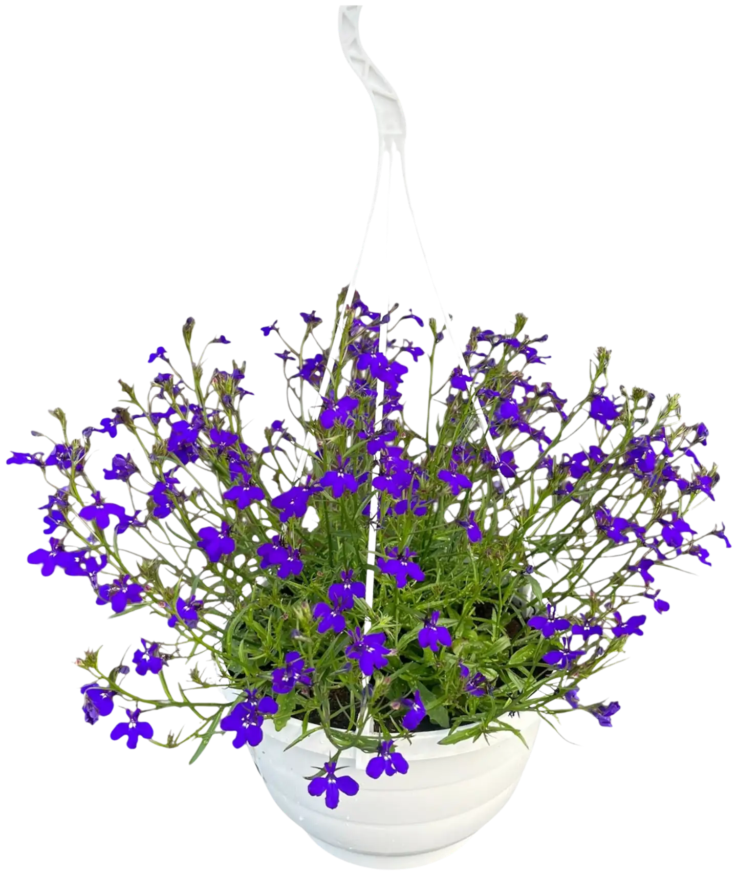 Lobelia-amppeli 23 cm ruukussa