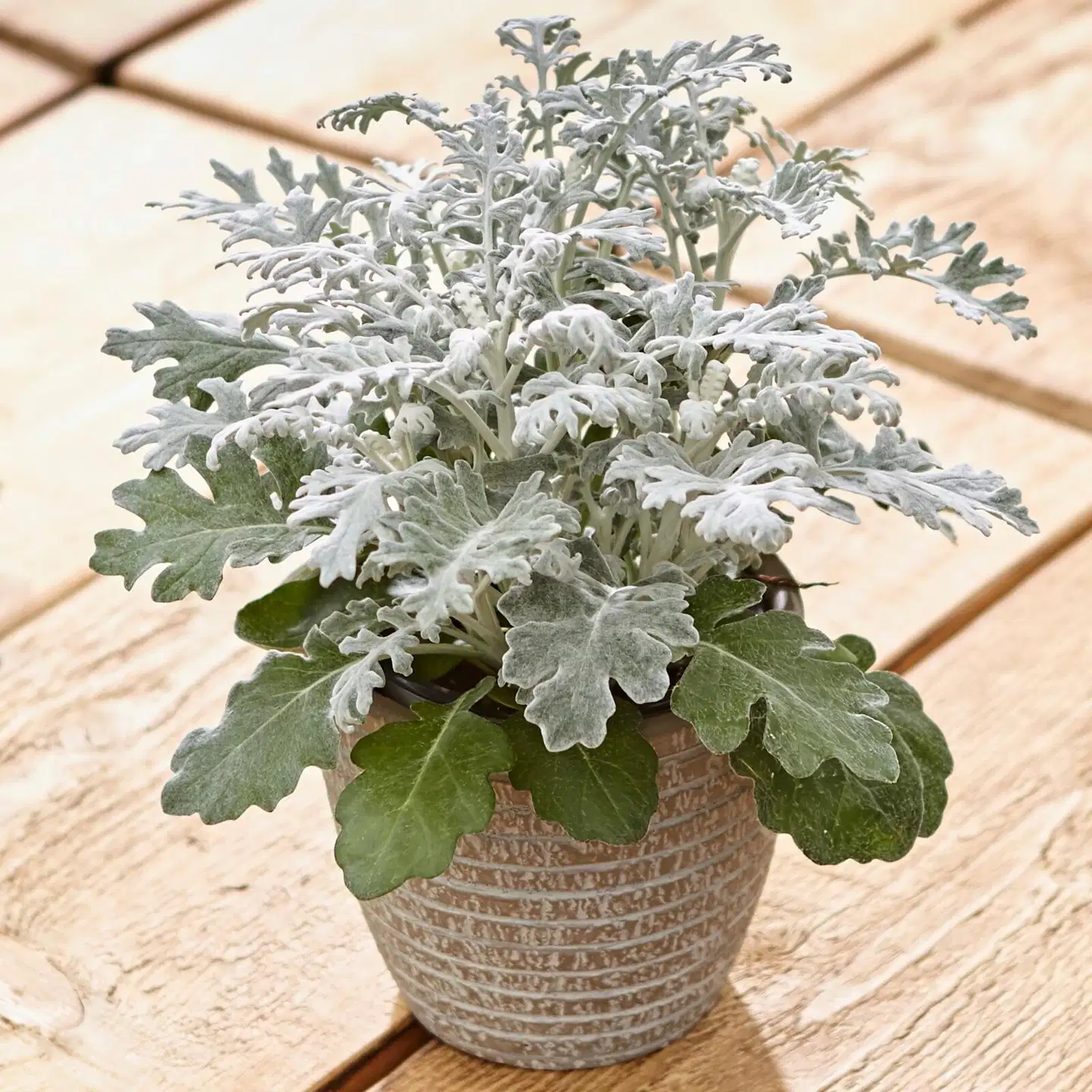 Hopeavillako Senecio 11cm rk