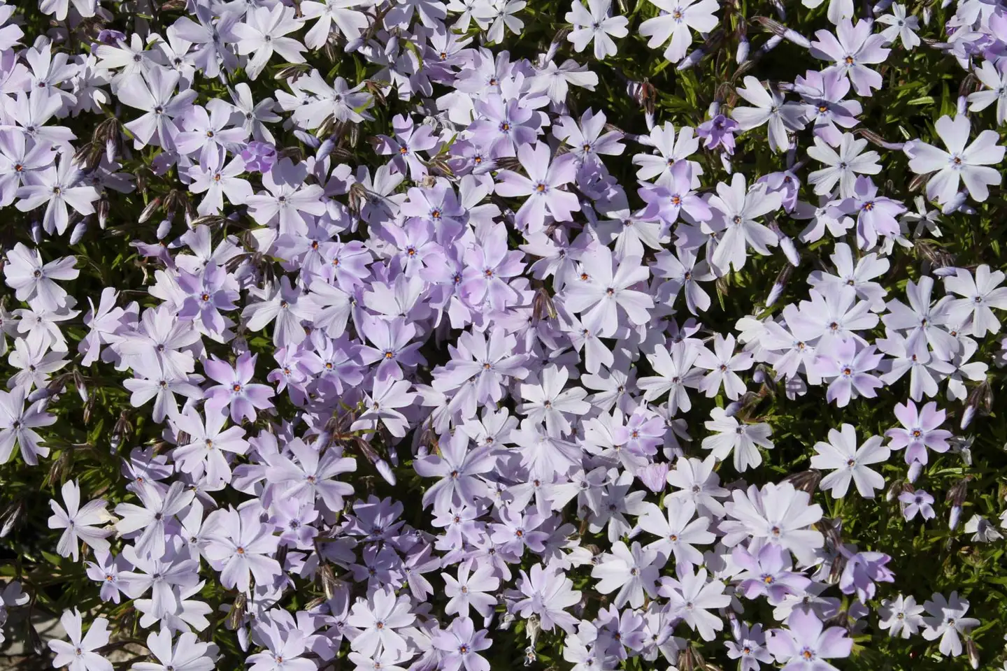 Sammalleimu 'Cushion Blue' Phlox subulata