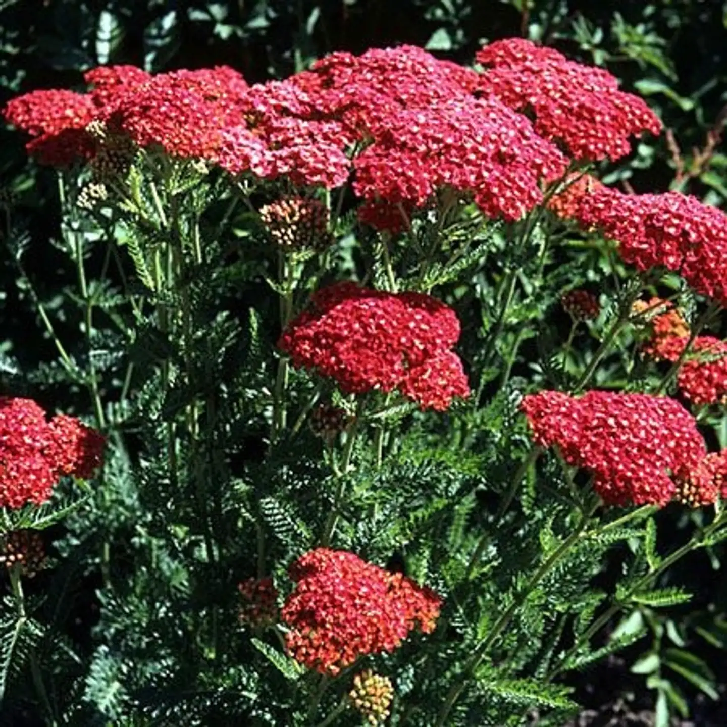 Punakärsämö 'Cerise Queen' Achillea millefolium