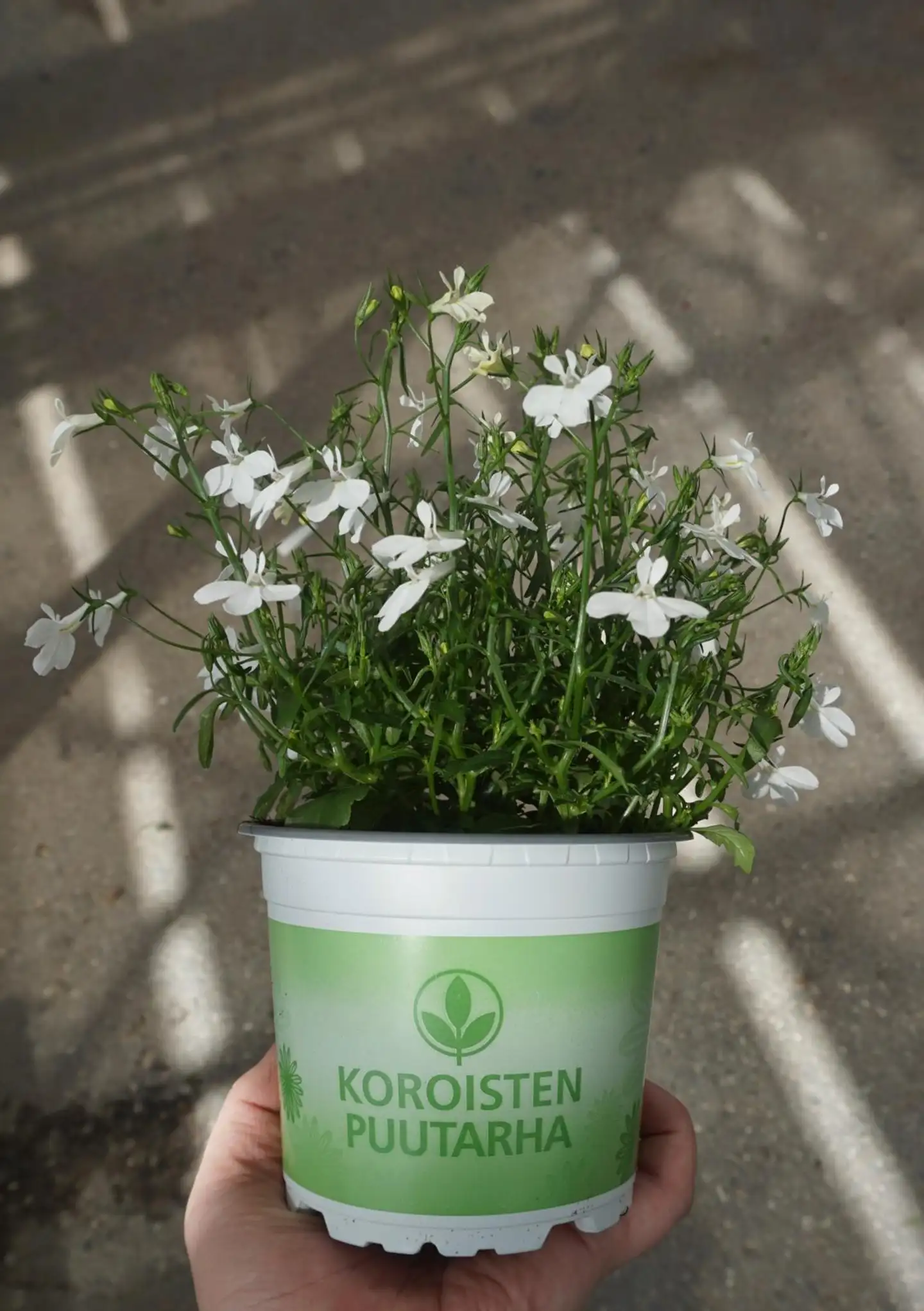 Lobelia 12 cm - 4