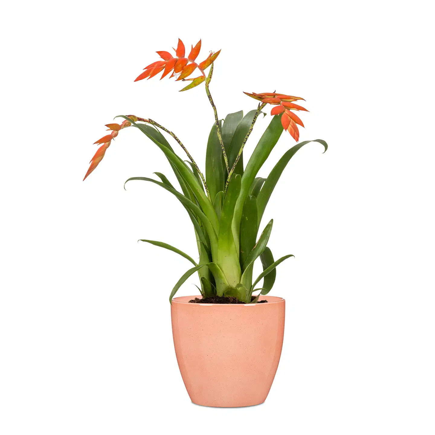 Scheurich ruukku 920/19 coralli - 2