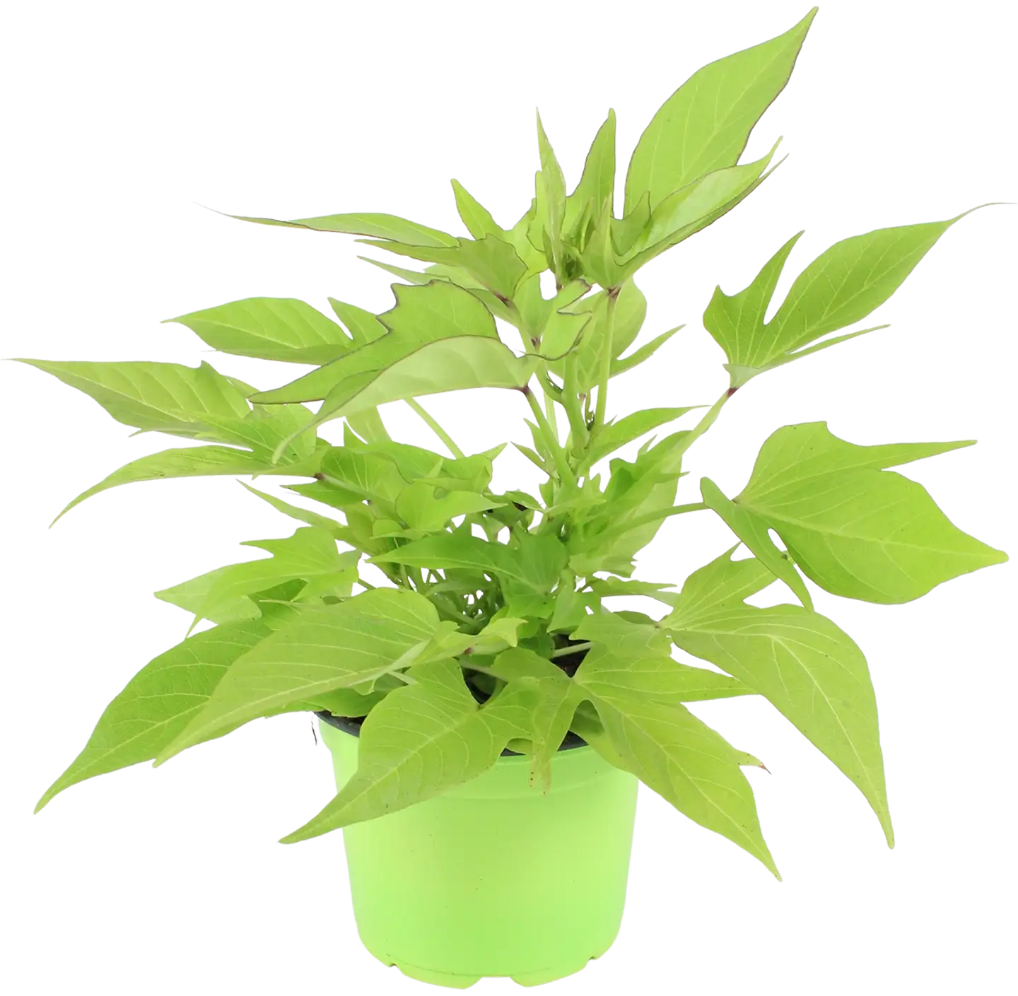 Bataatti 12 cm ruukussa - 3