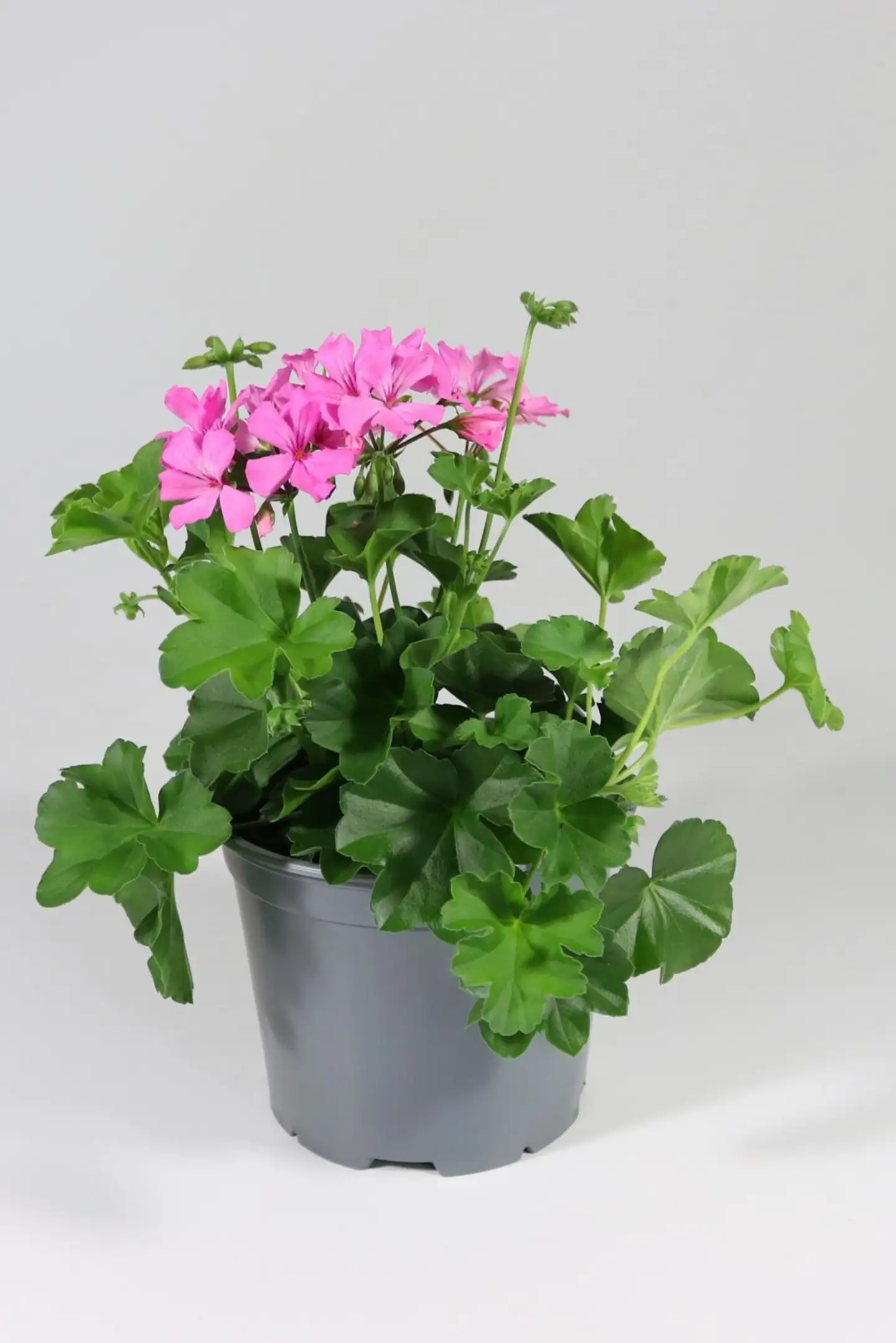 Patio pelargoni Mix 19 cm - 3
